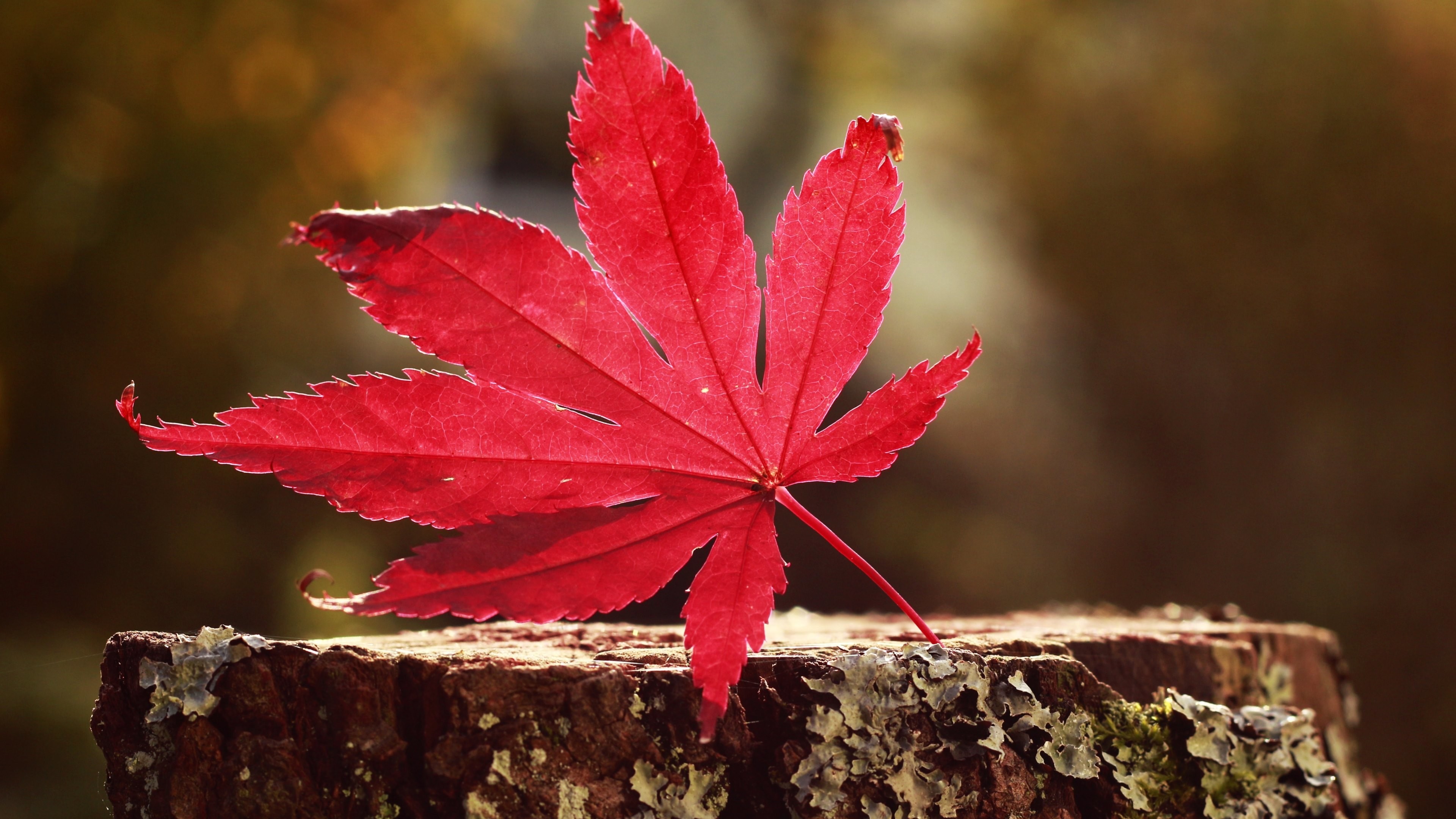 Foglia d'acero, Rosso, Ceppo, Autunno, Macro, 4K, sfondo per portatile