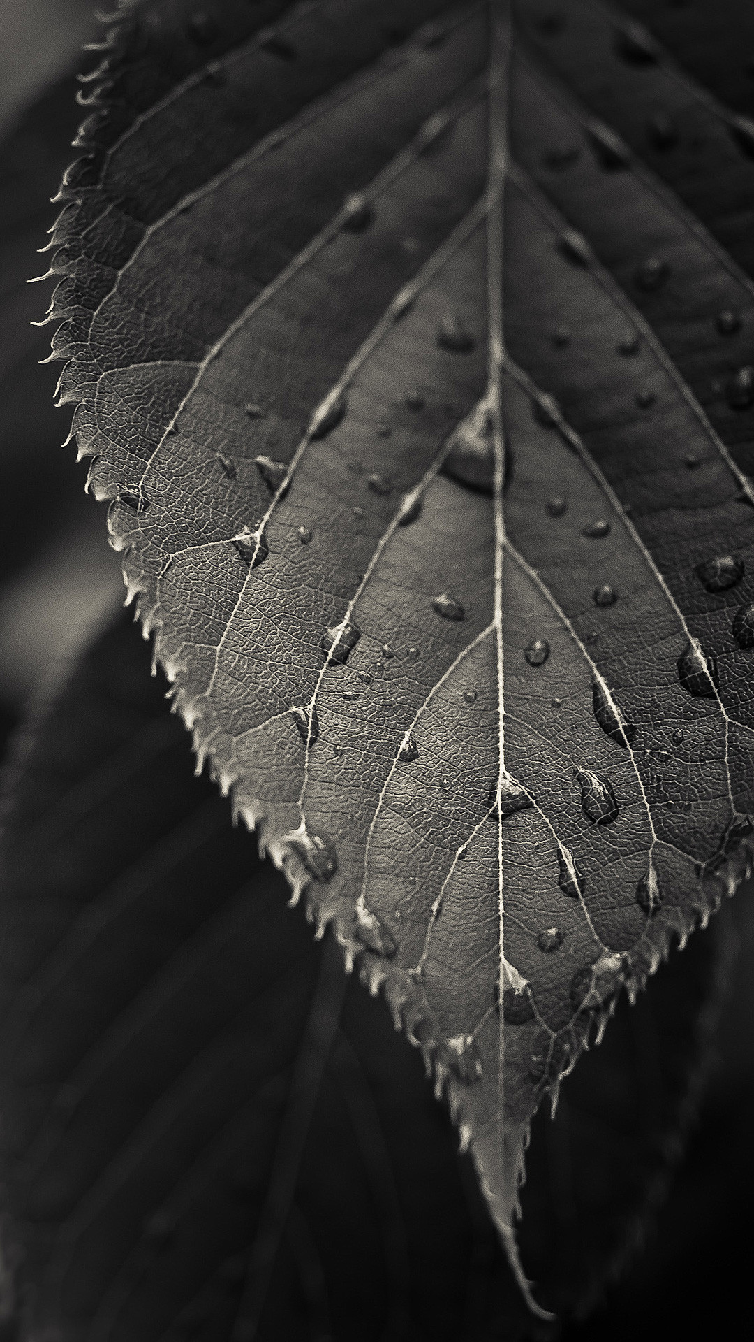 Foglia, Gocce d'acqua, Bianco e nero, Macro, Full HD, schermata di blocco Samsung S4