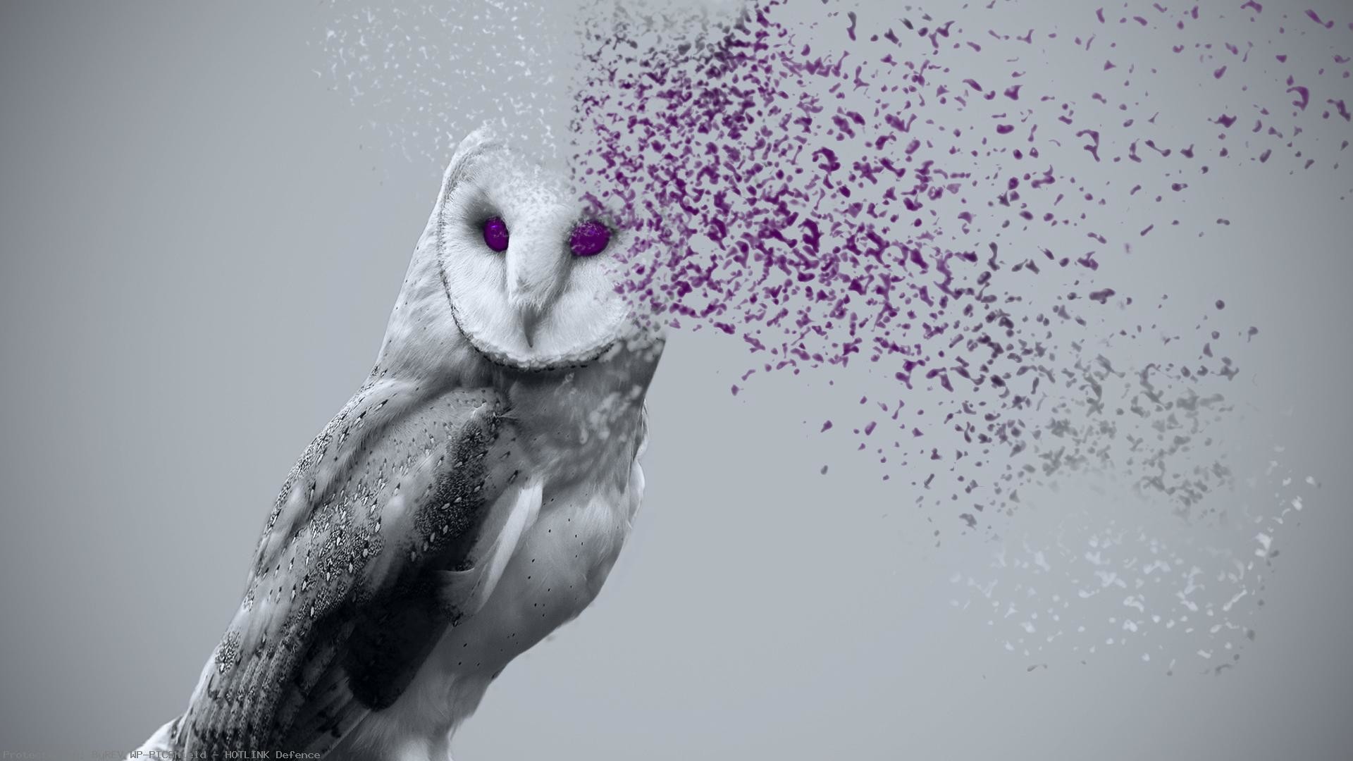 Barbagianni, Particelle, Arte digitale, Bianco e nero, 16:9 Full HD, sfondo widescreen