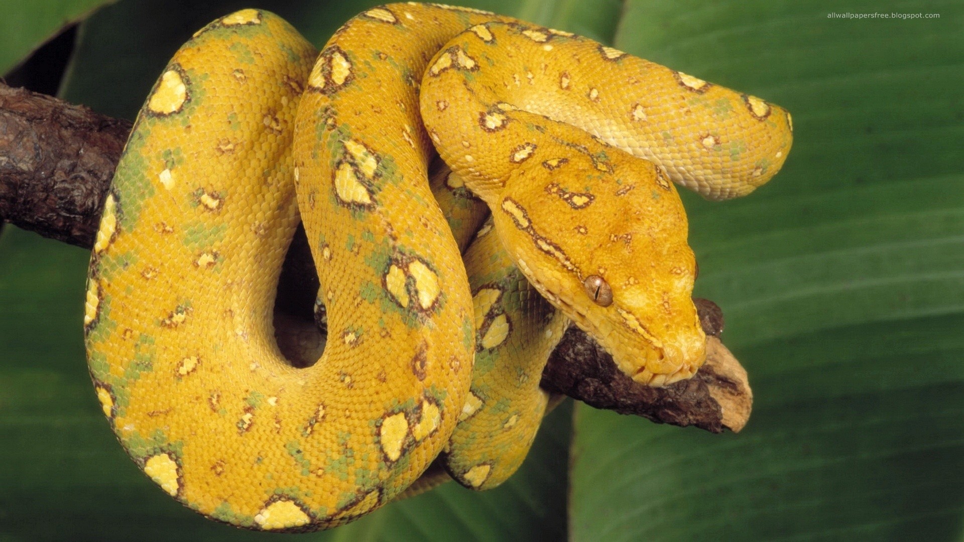 Pitone verde, Serpente, Ramo, Giallo, Full HD, sfondo per PC