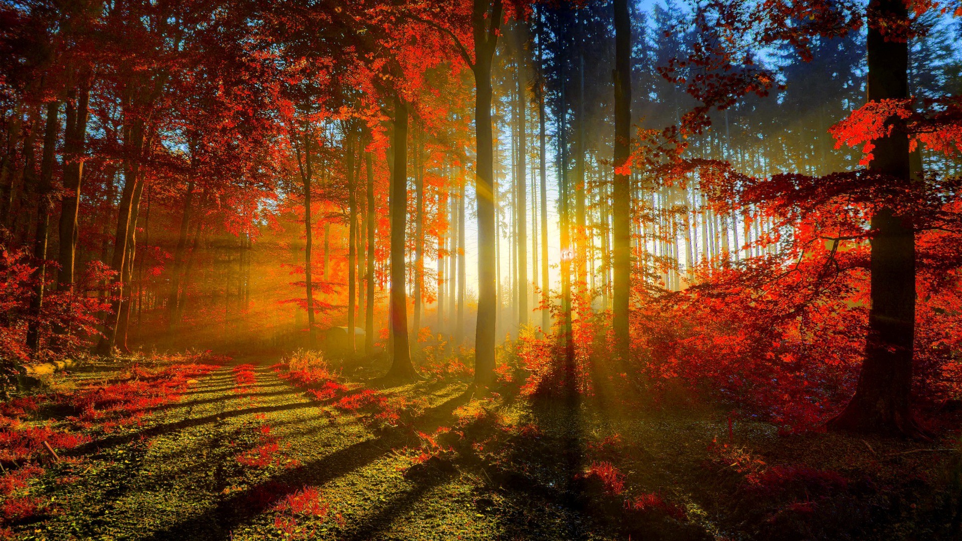 Bosco, Raggi di sole, Foglie rosse, Full HD, sfondo desktop