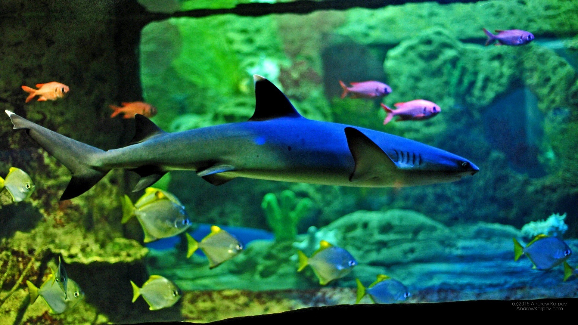 Squalo pinna nera, Acquario, Pesci tropicali, 1920x1080, immagine di sfondo