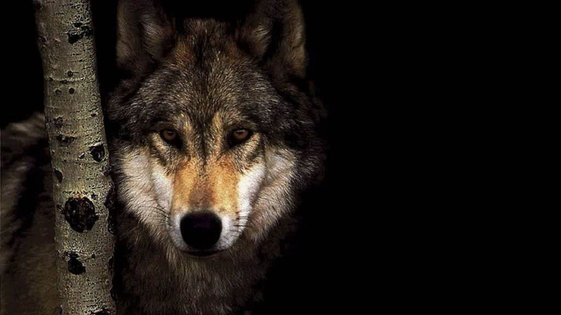 Lupo, Ritratto, Sfondo nero, Full HD, wallpaper desktop