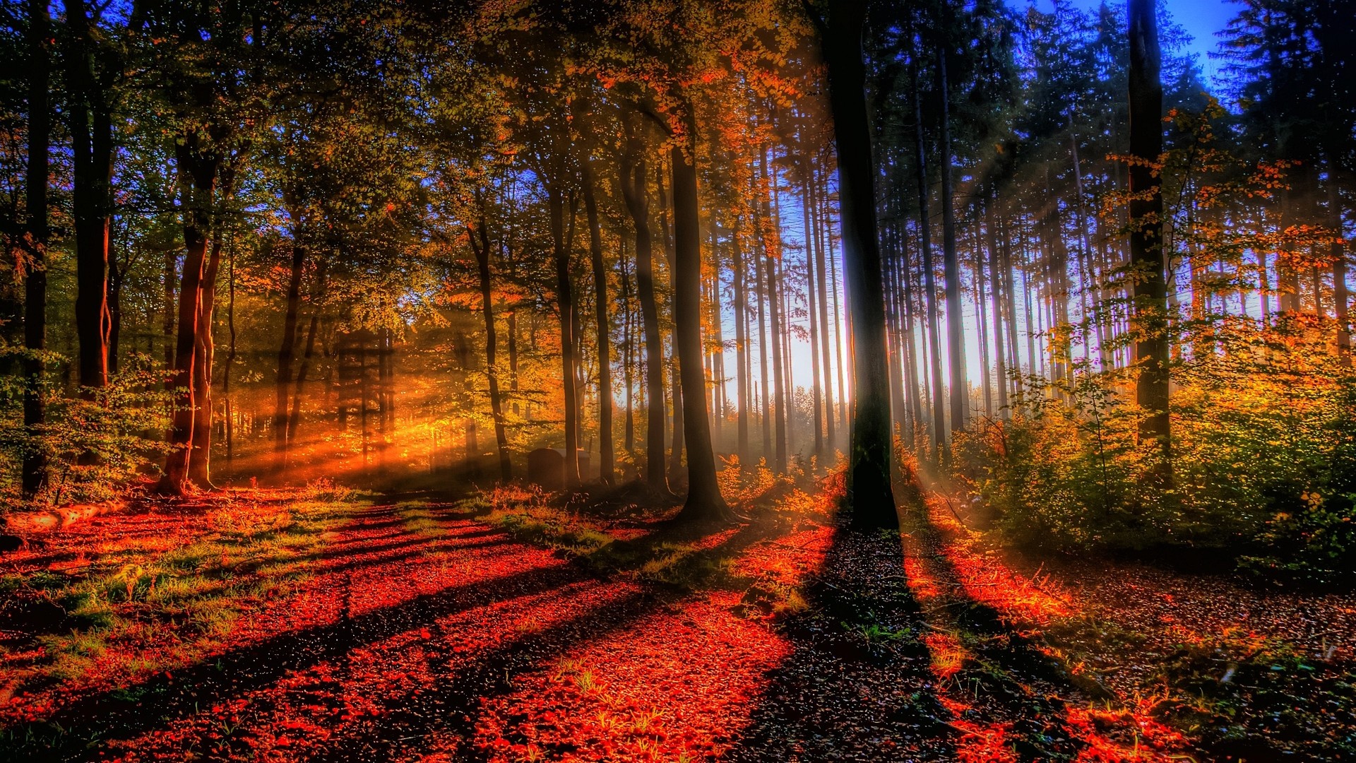 Bosco, Autunno, Controluce, immagine di sfondo PC