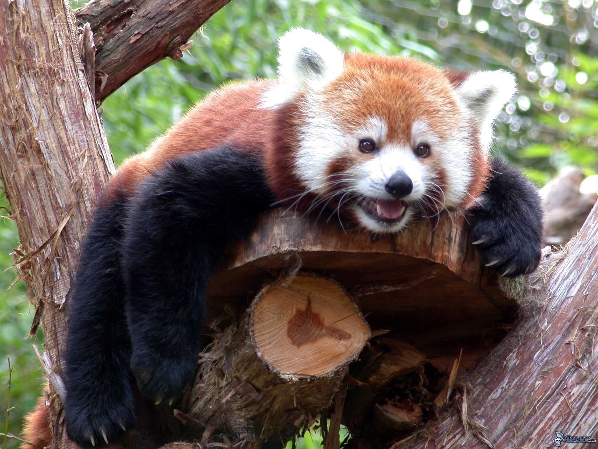 Panda rosso, Tronco, Albero, Full HD, schermata di blocco iPad