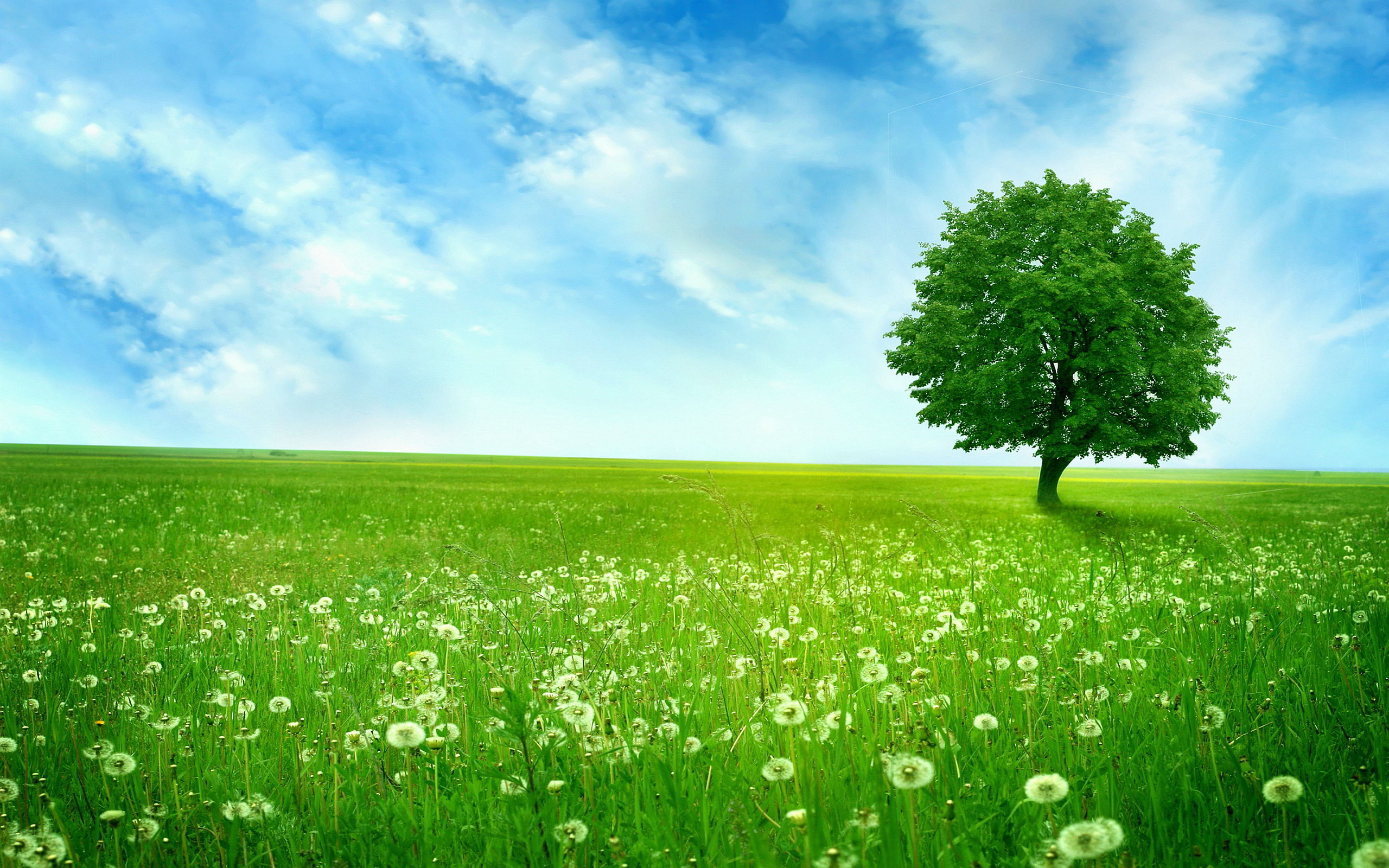Albero, Prato verde, Margherite, Cielo blu, 2K, wallpaper per portatile