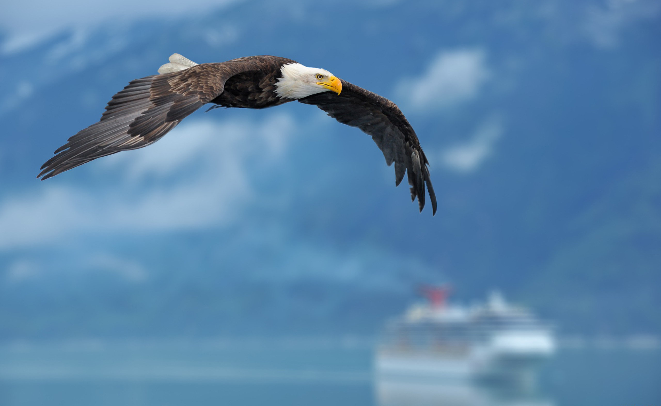 Aquila calva, In volo, Nave da crociera, 2K, sfondo per portatile