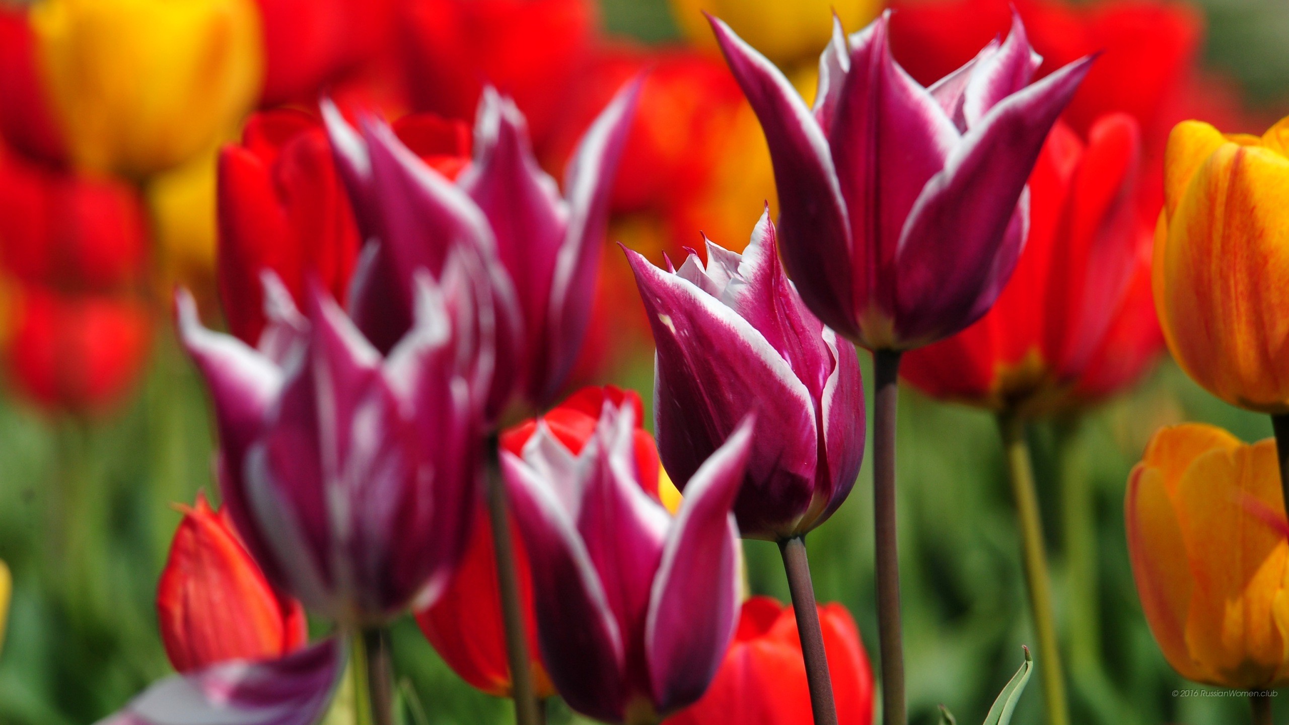 Tulipani, Fiori, Primavera, 2560x1440, sfondo per PC