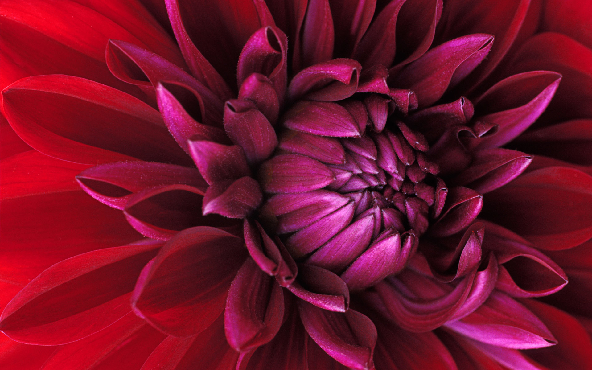 Dalia, Macro, Petali, Rosso porpora, 1920x1200, sfondo MacBook Pro