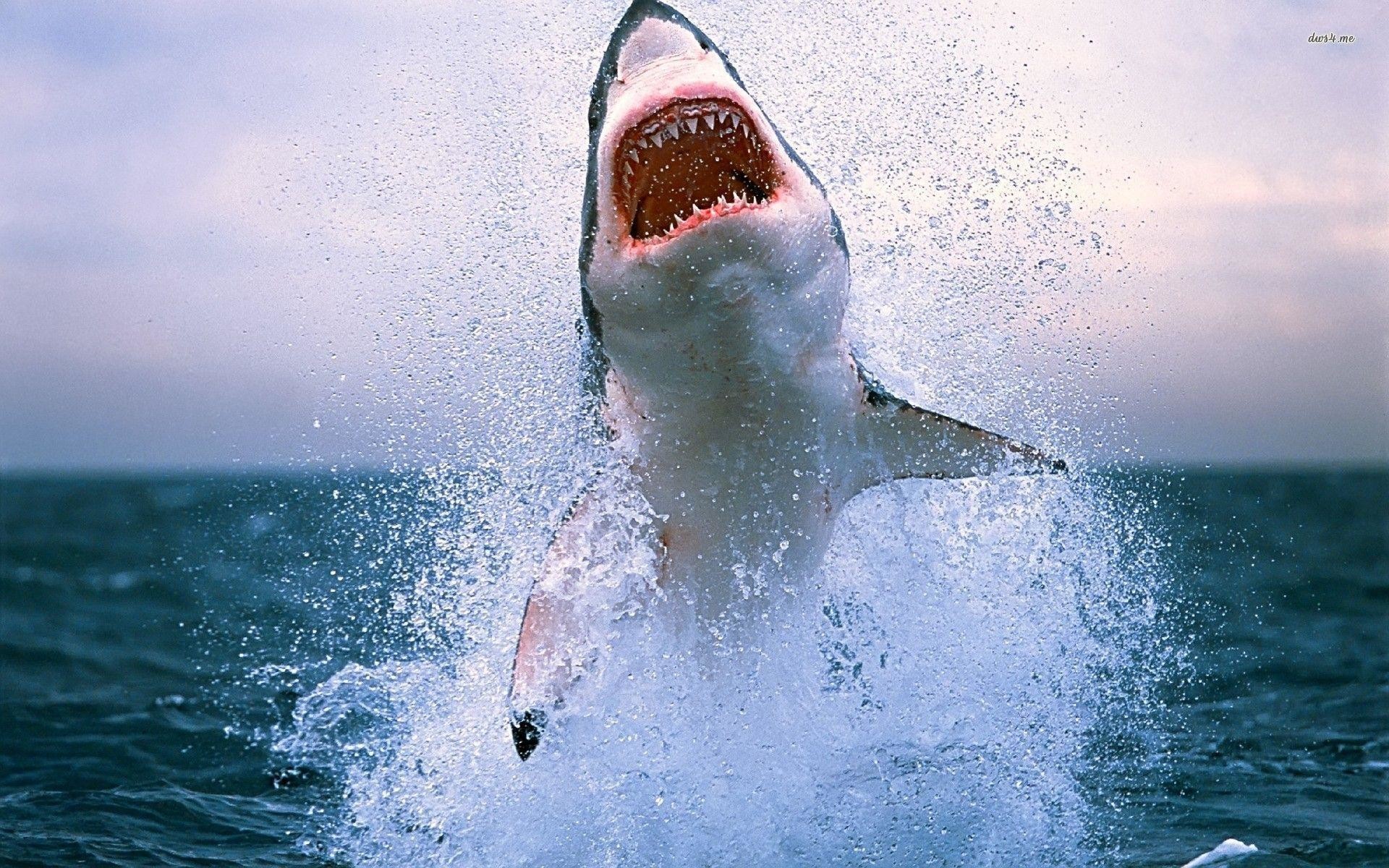 Squalo bianco, Salto, Breaching, Schizzi d'acqua, Full HD, sfondo per PC