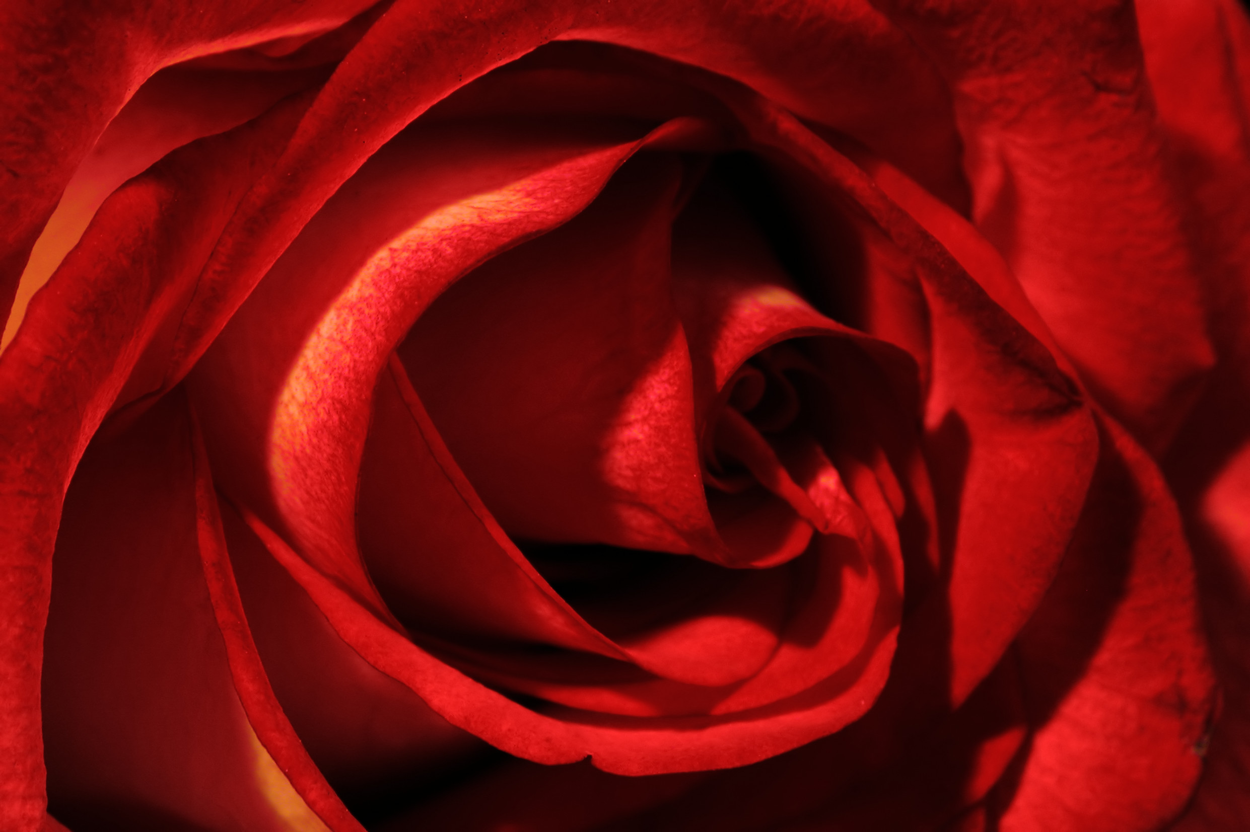 Rosa rossa, Petali, Primo piano, Full HD, sfondo per PC e portatile