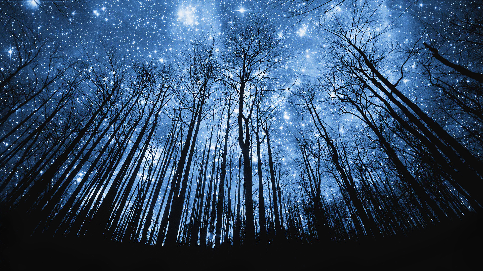 Cielo stellato, Foresta, Vista dal basso, Alberi spogli, Full HD, wallpaper per PC