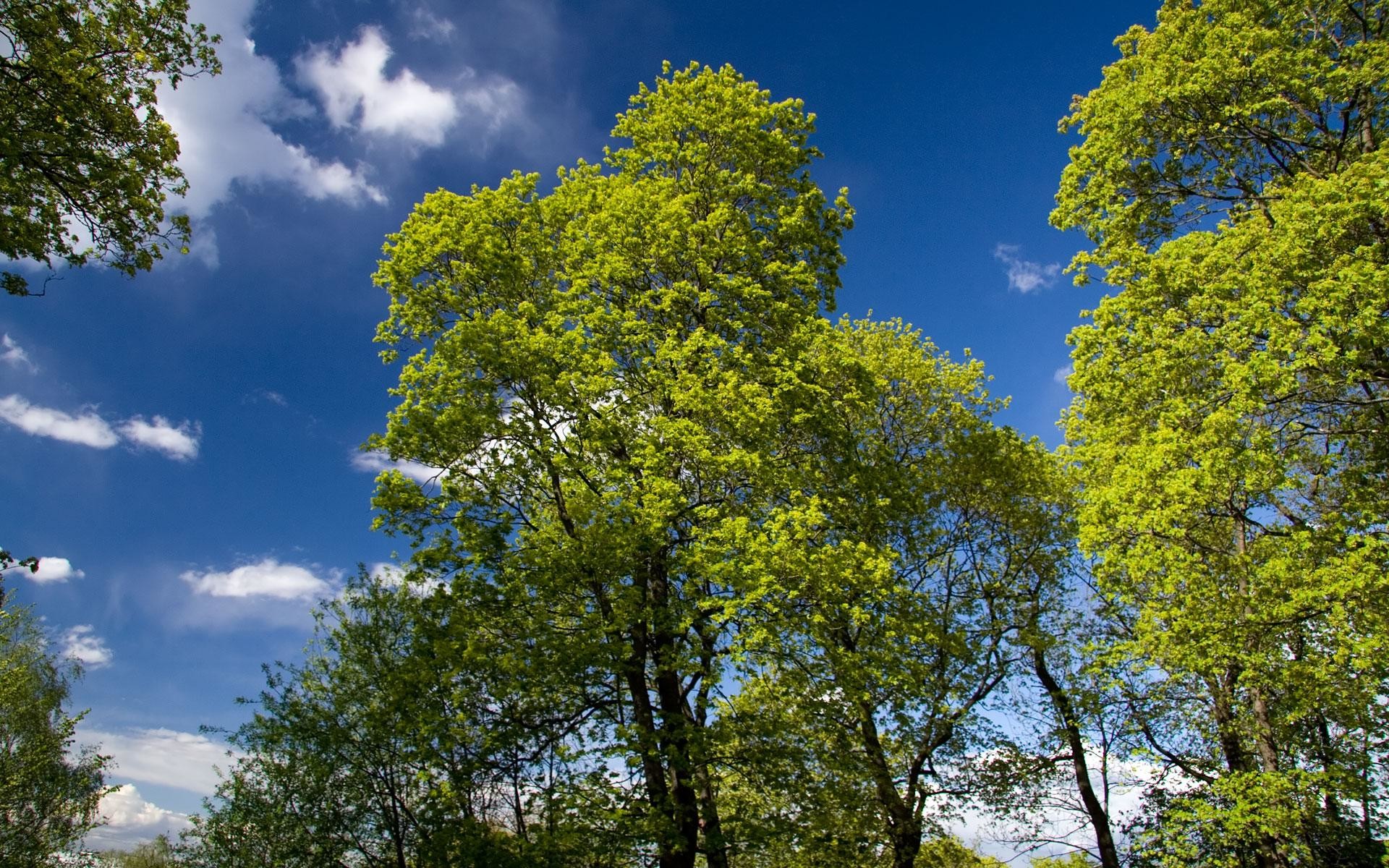 Alberi, Fogliame verde, Cielo azzurro, Primavera, 1920x1200, sfondo MacBook Pro