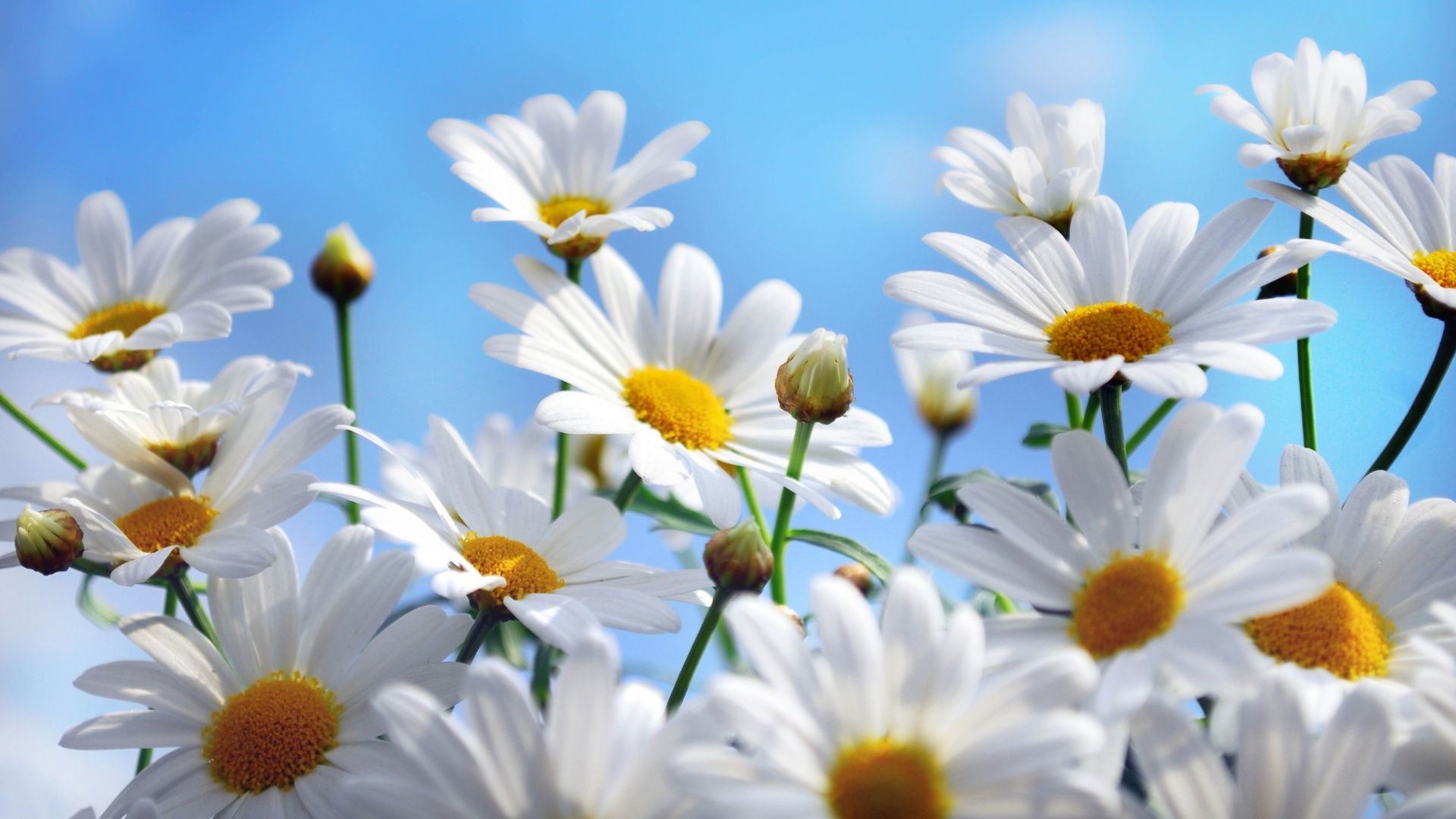 Margherite, Fiori bianchi, Cielo azzurro, Full HD, wallpaper per PC
