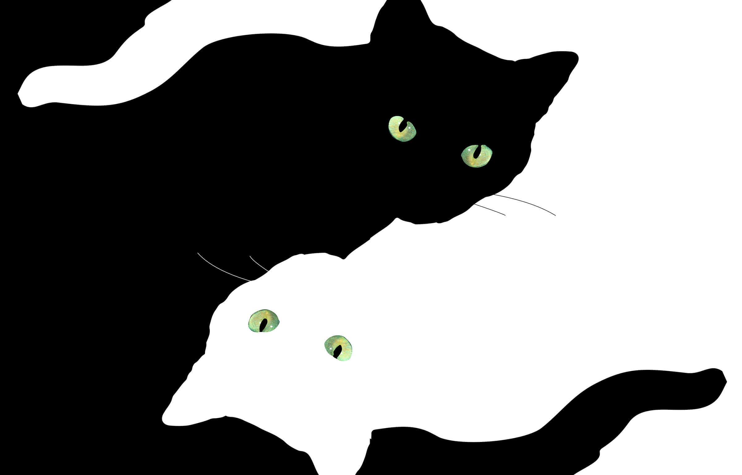 Gatto nero, Gatto bianco, Minimalista, Bianco e nero, Full HD, sfondo per portatile
