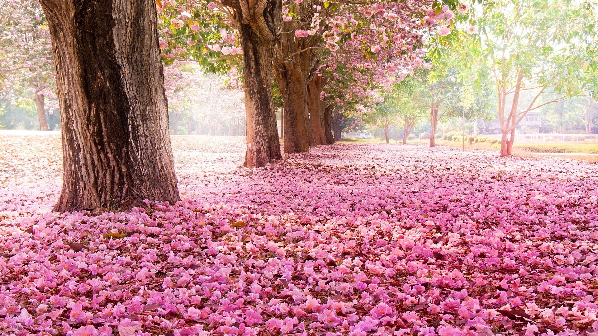 Viale alberato, Petali caduti, Tappeto rosa, Parco, Full HD, sfondo Windows 11