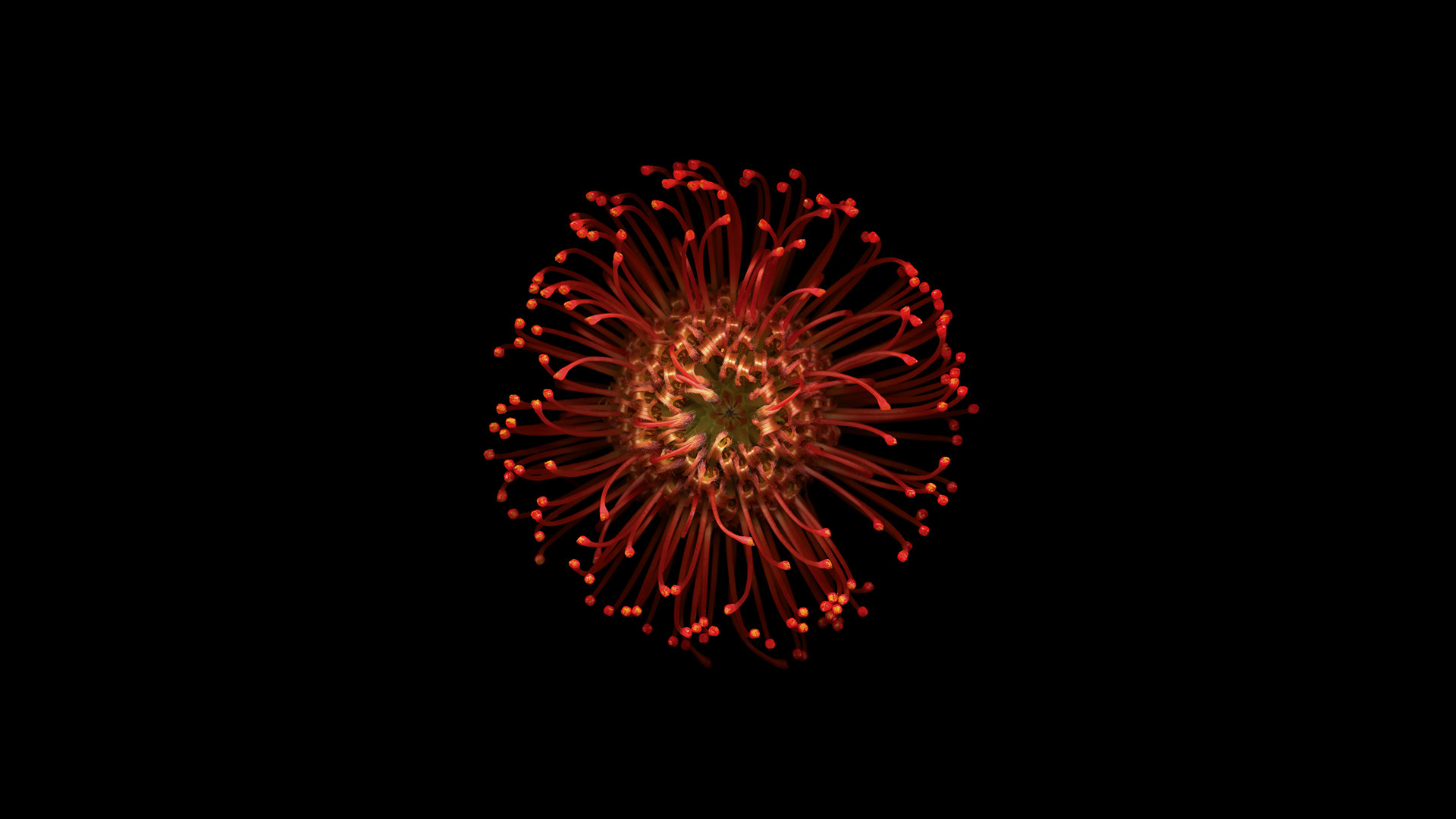 iPhone 6s, Fuochi d'artificio, Sfondo nero, 1920x1080, wallpaper desktop