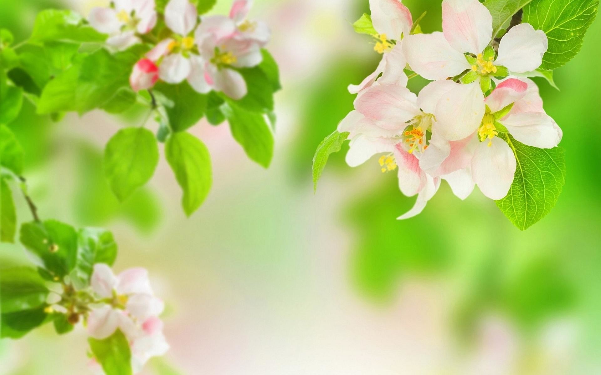 Fiori di melo, Foglie verdi, Ramo, Primavera, Bokeh, 1920x1200, sfondo per PC