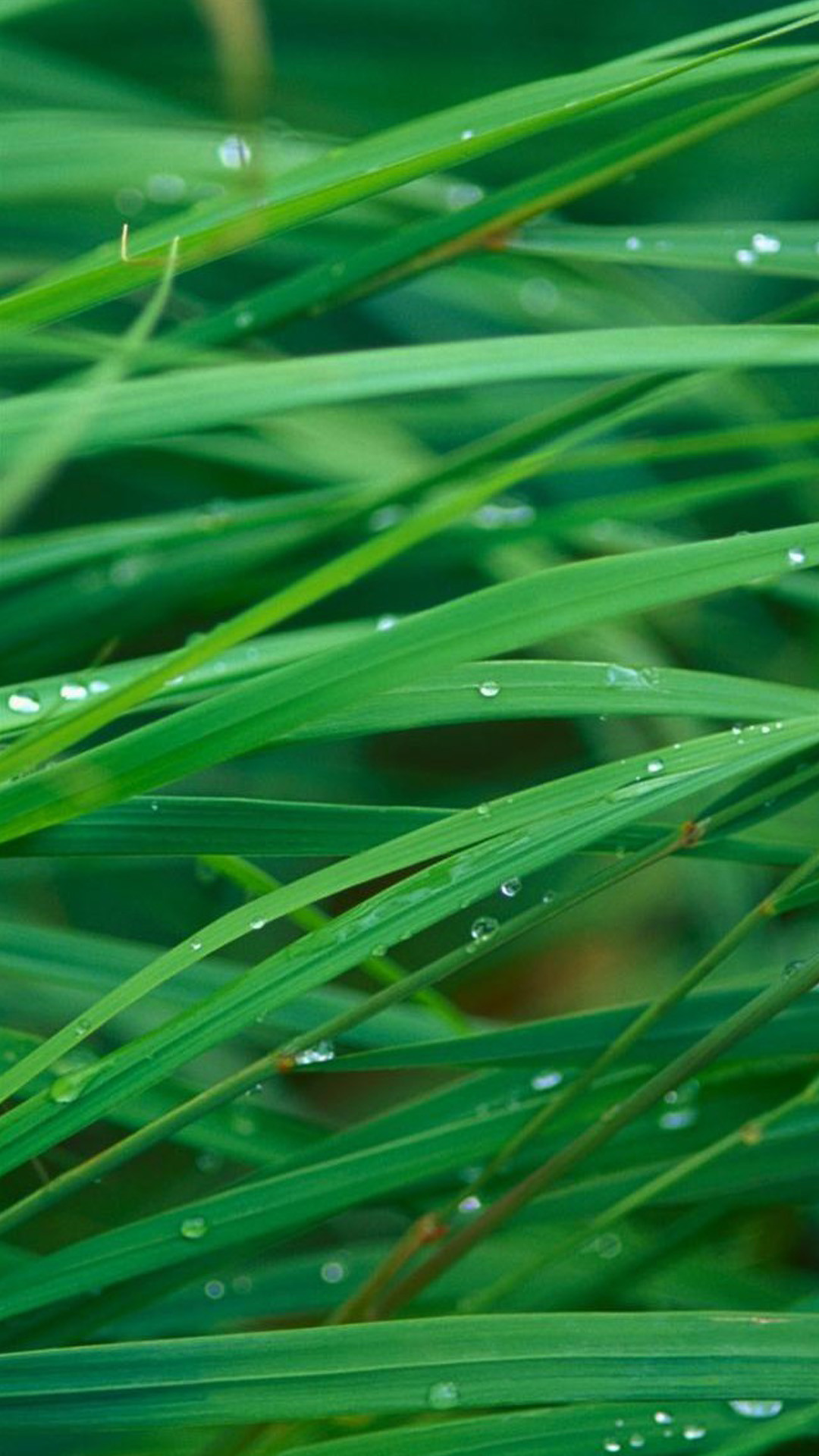 Fili d'erba, Gocce di rugiada, Macro, Full HD, sfondo per smartphone