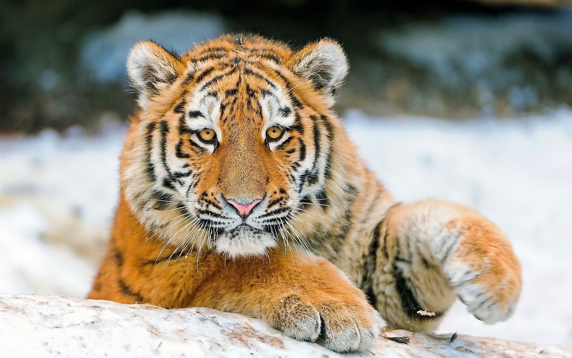 Tigre siberiana, Neve, Sguardo, 1920x1200, sfondo MacBook Pro