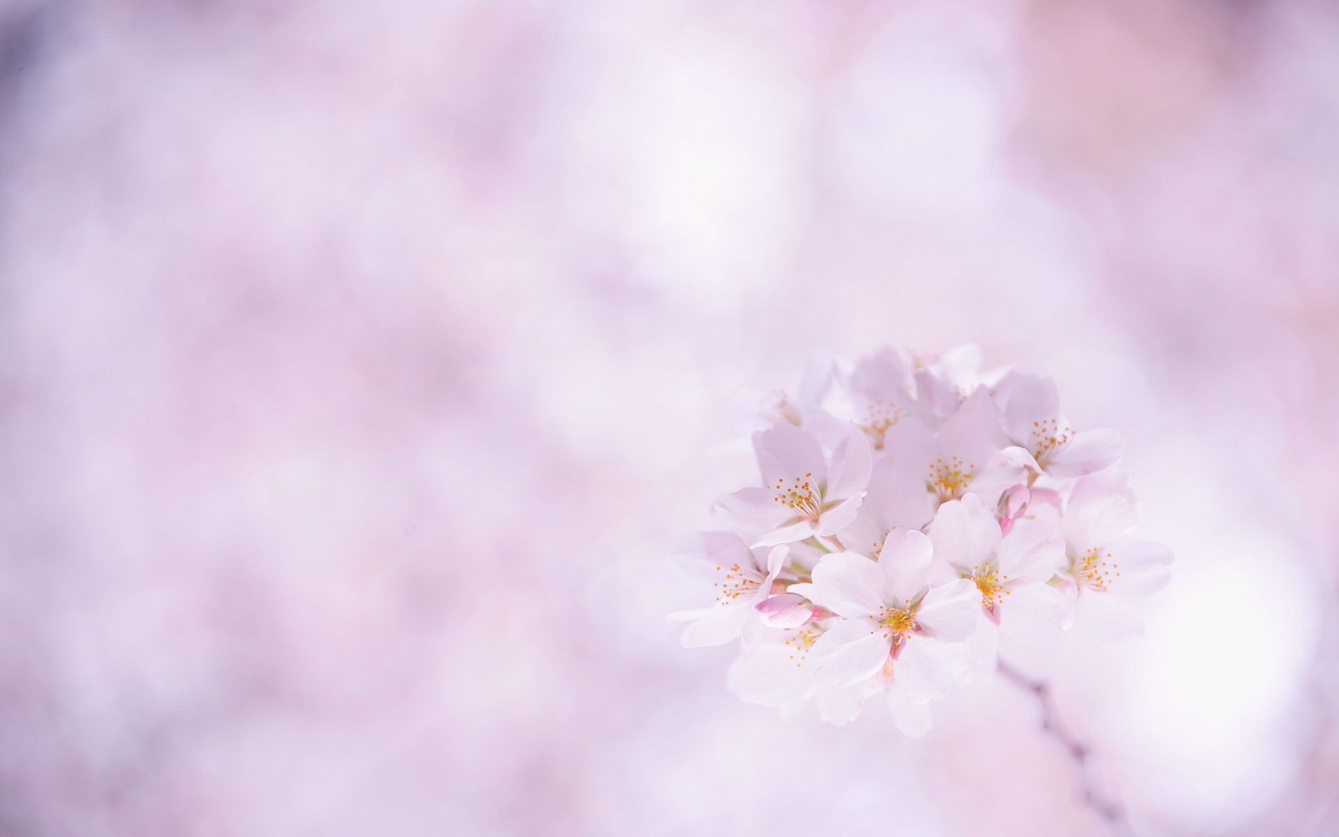 Fiori di ciliegio, Bokeh, Minimalismo, Lilla, Full HD, wallpaper per PC