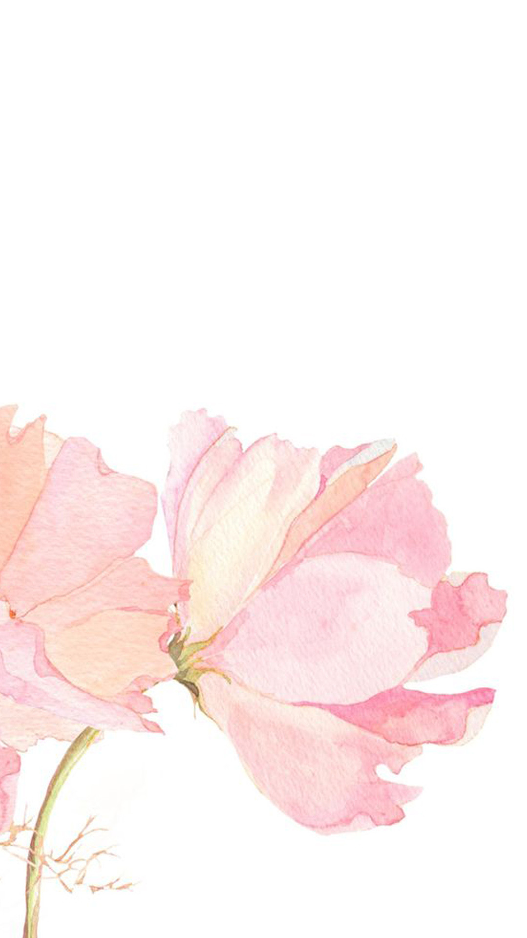 Peonia, Acquerello, Fiore rosa, Sfondo bianco, schermata Home iPhone 6