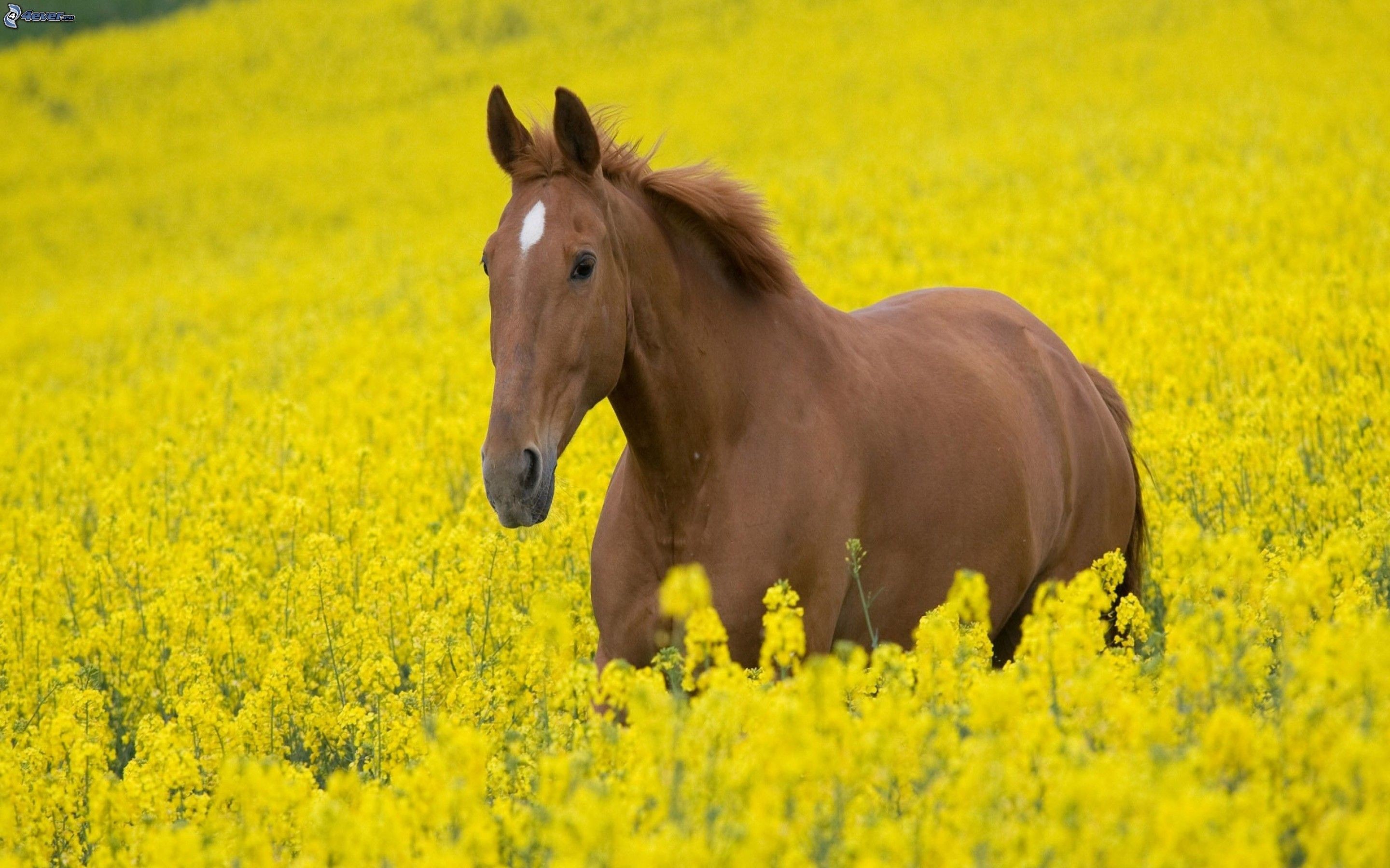 Cavallo sauro, Campo di colza, Giallo, 2880x1800, immagine di sfondo