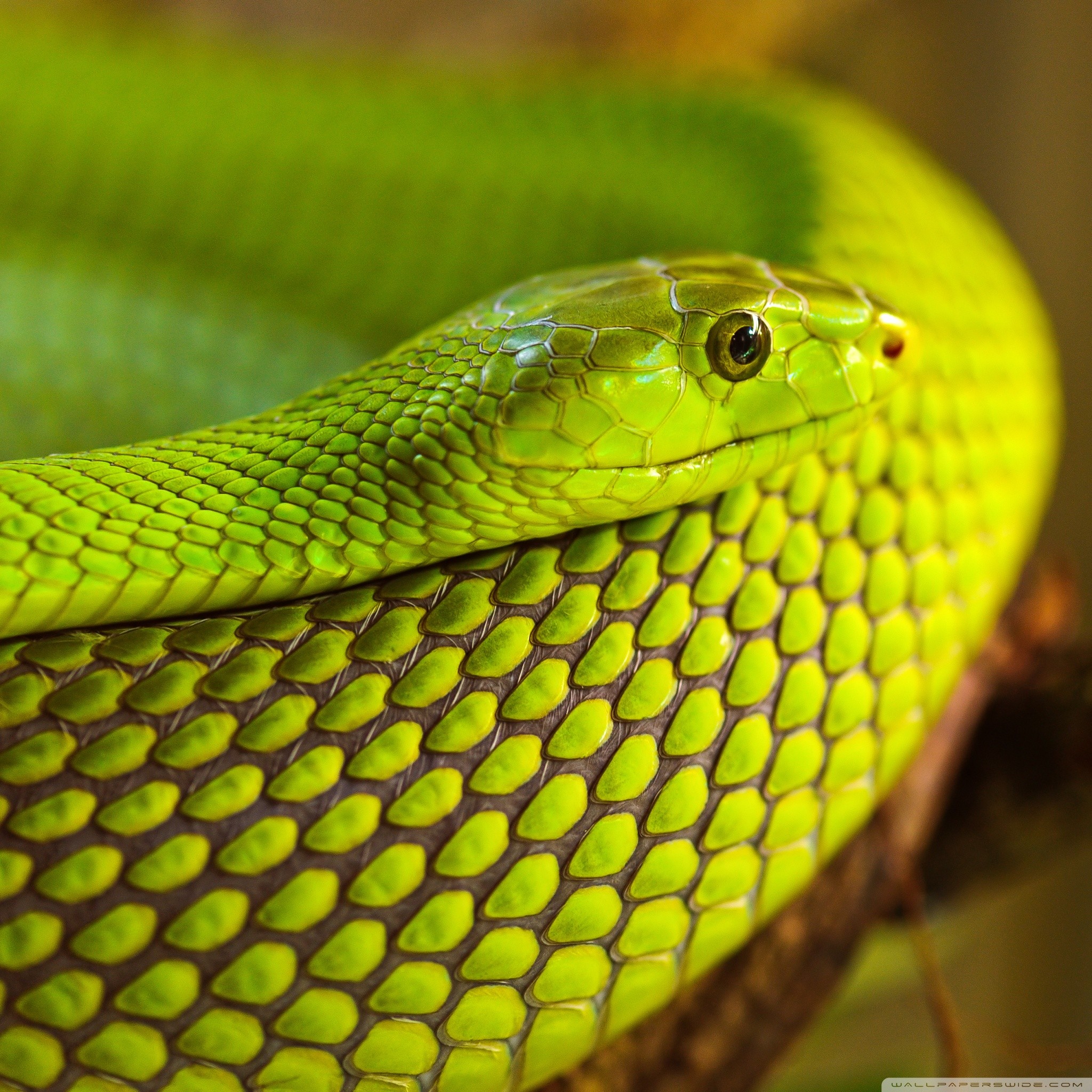 Mamba verde, Serpente, Squame, Macro, sfondo schermata di blocco iPad