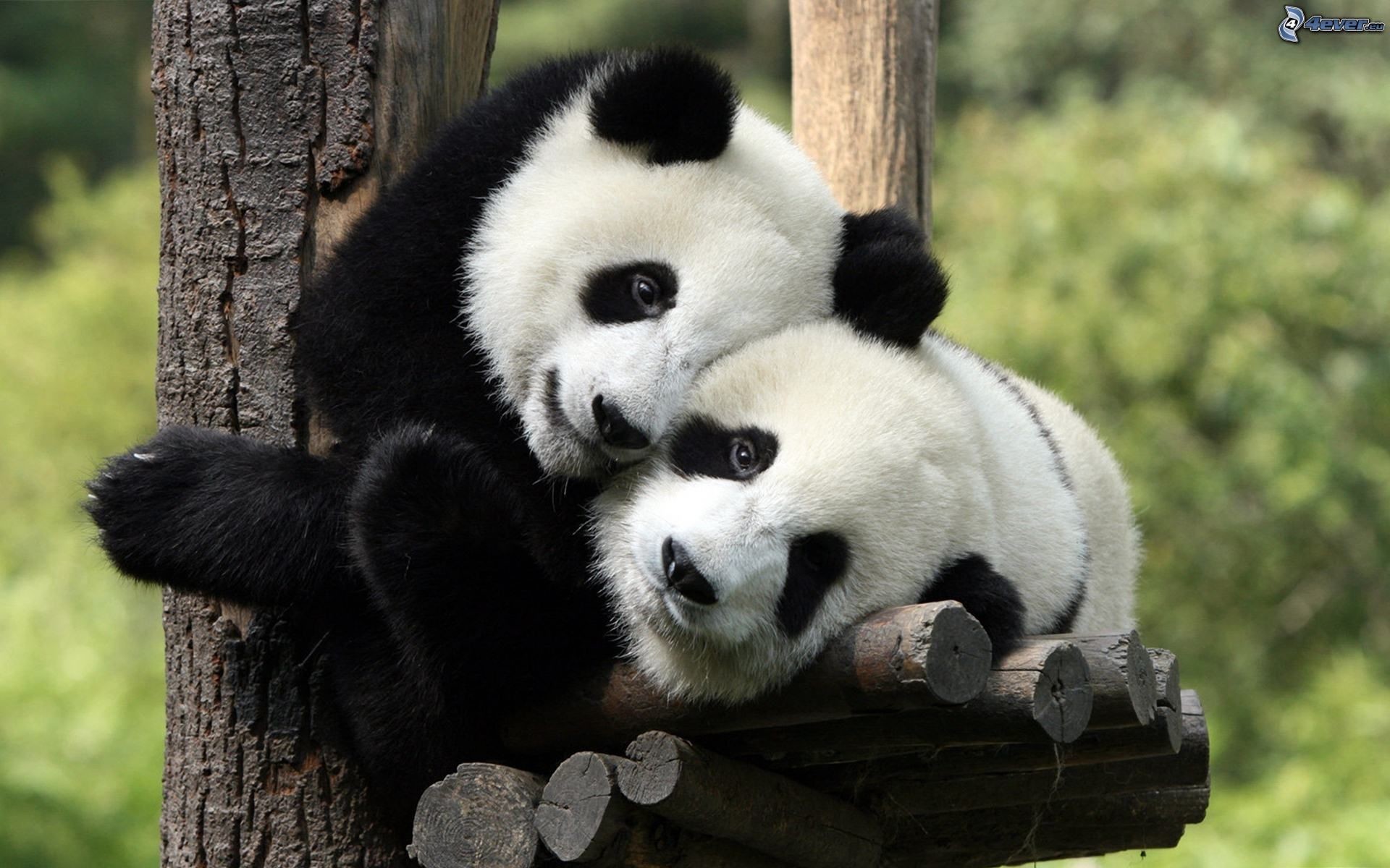 Panda giganti, Abbraccio, Albero, Full HD, sfondo desktop