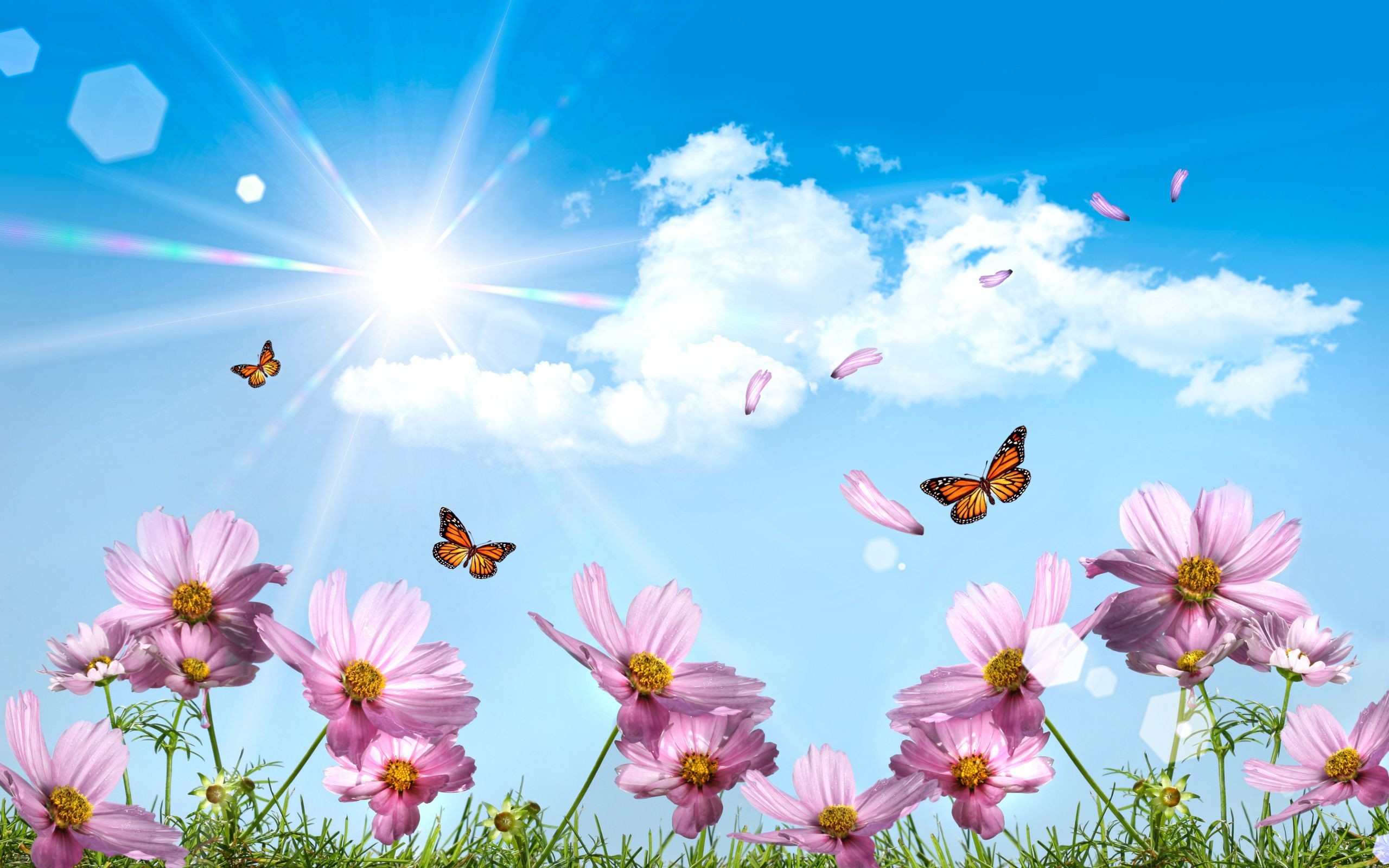 Cosmos, Fiori rosa, Farfalle, Sole, 2K, sfondo per desktop