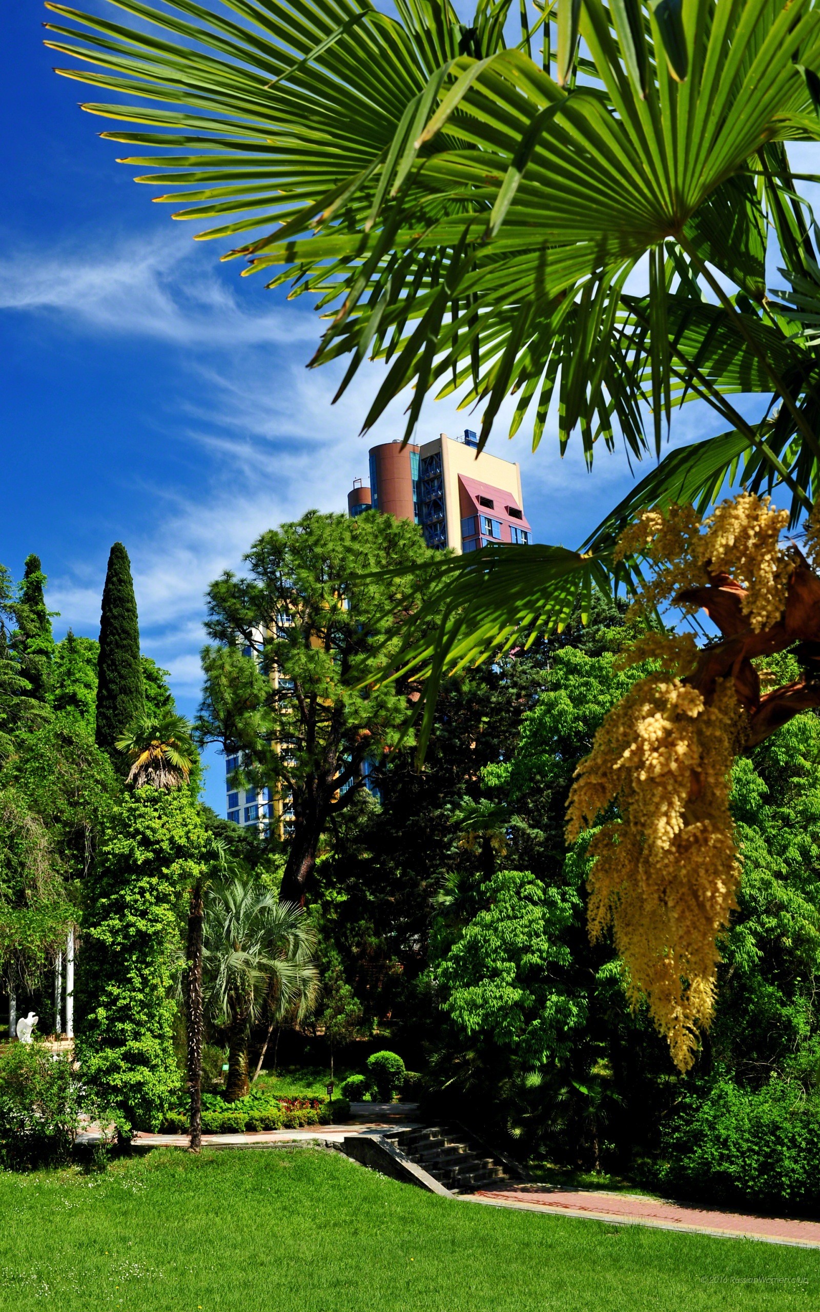 Palme, Giardino, Cielo, QHD+, sfondo per cellulare