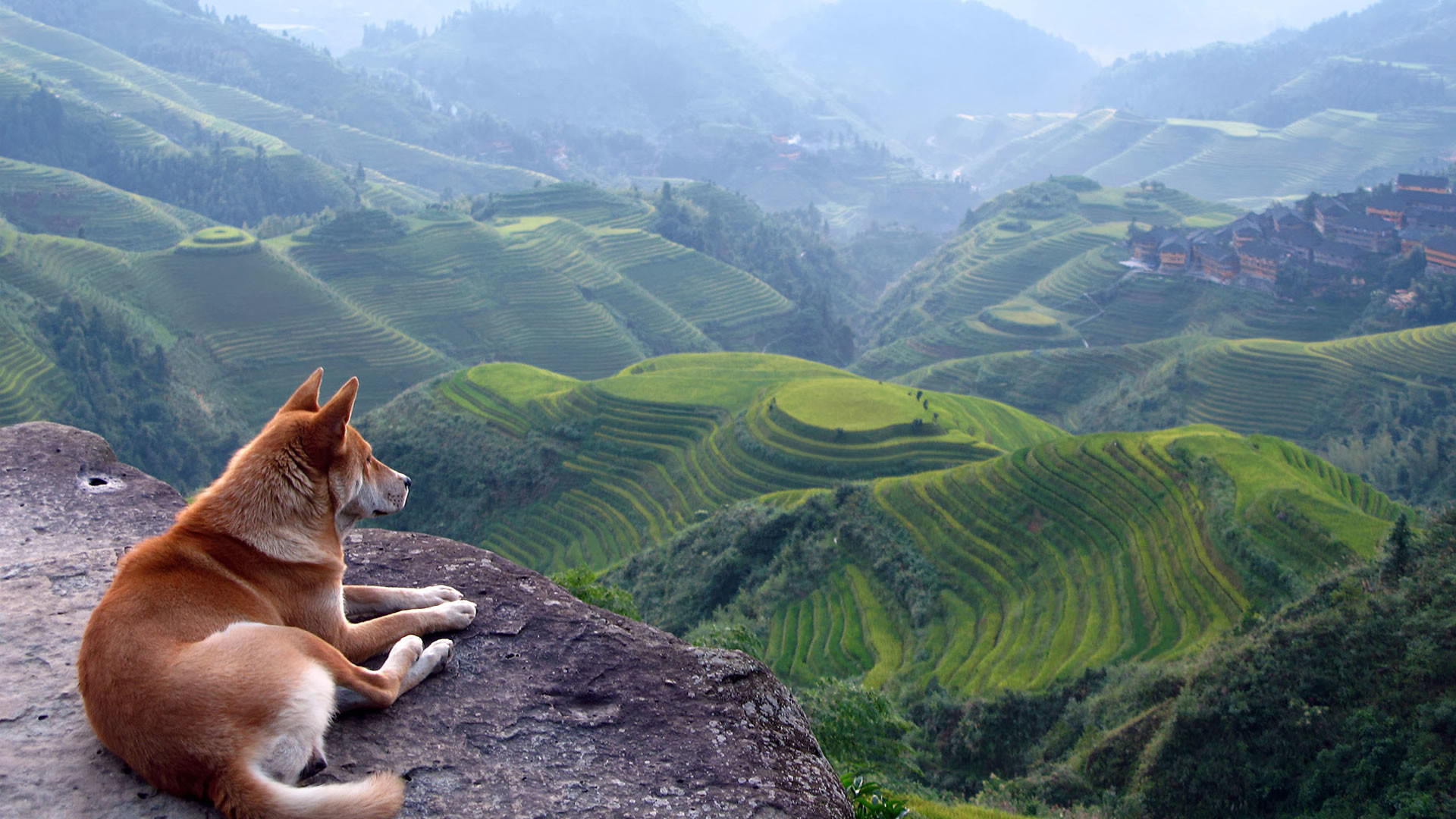 Shiba Inu, Terrazze di riso, Cina, Colline, Full HD, sfondo per desktop