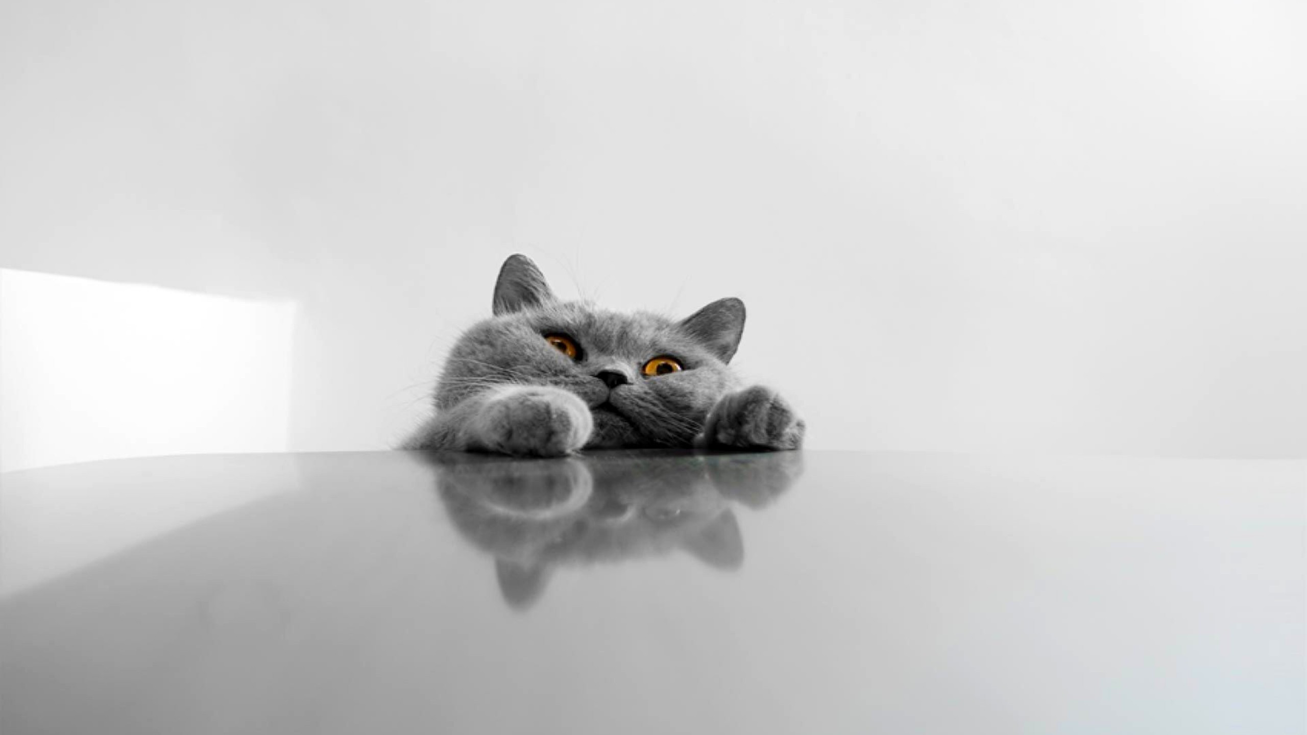 British Shorthair, Gatto grigio, Riflesso, Minimalista, Bianco, 2K, sfondo per PC e portatile