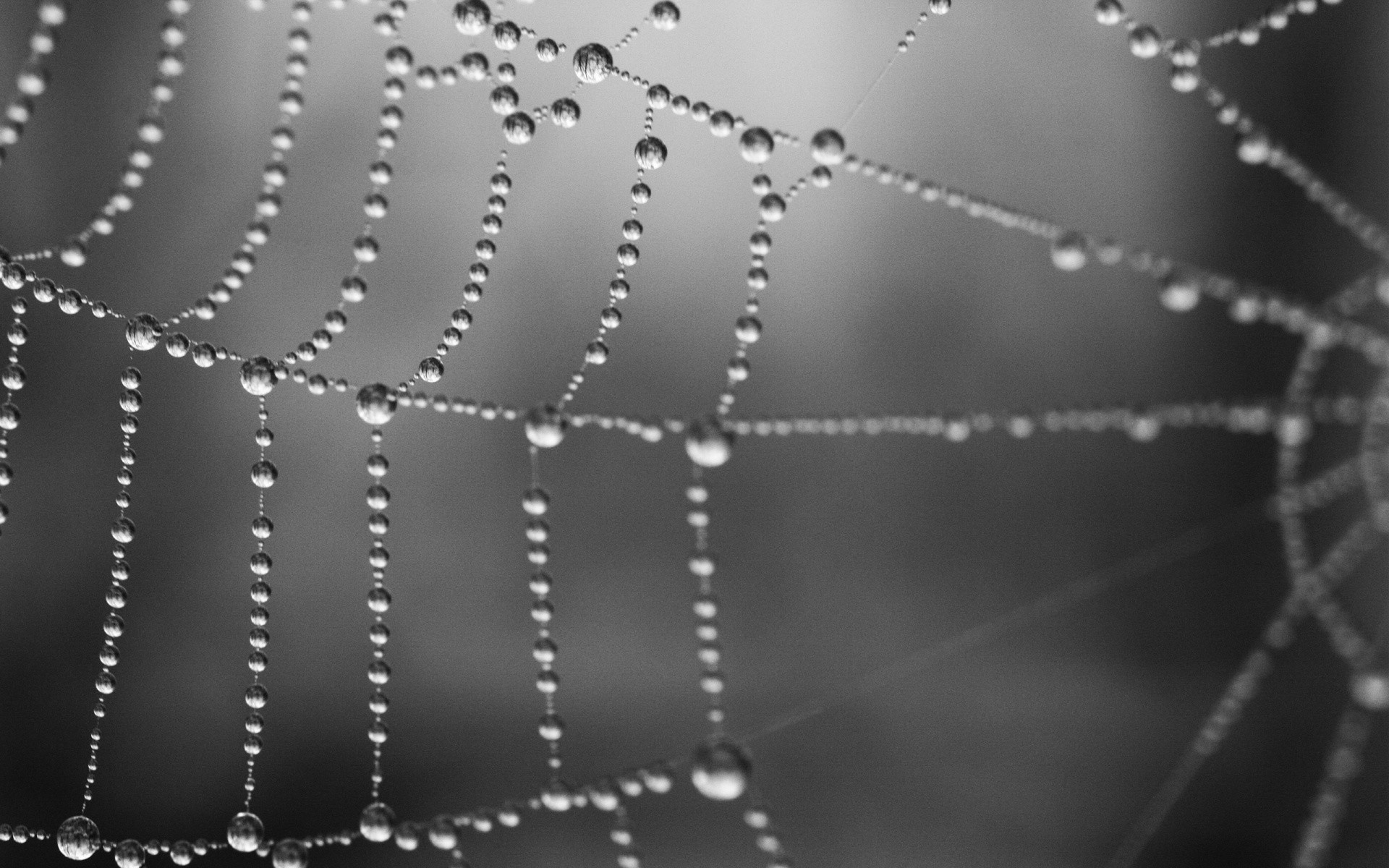 Ragnatela, Gocce di rugiada, Macro, Monocromatico, Full HD, sfondo per PC