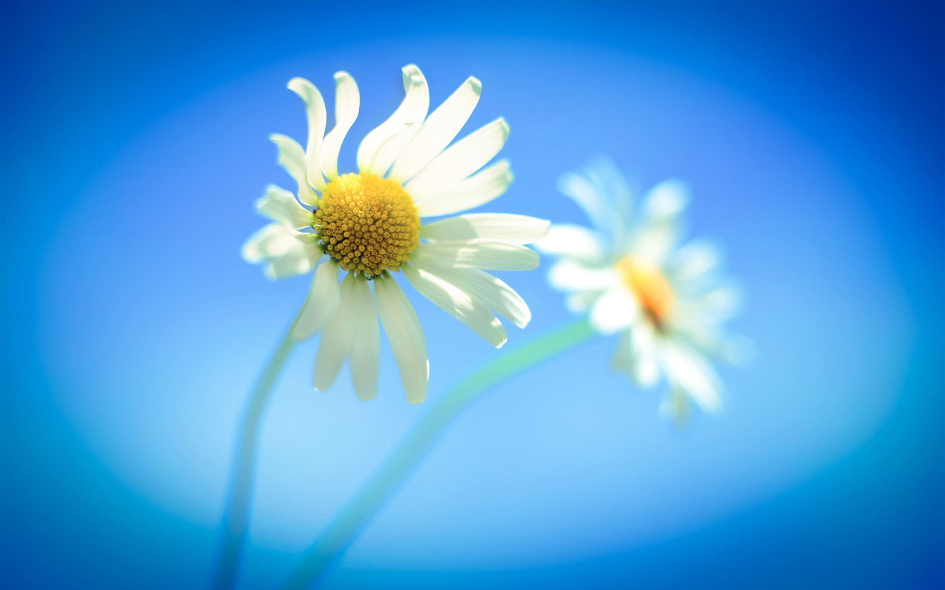 Windows 8, Margherite, Fiori, Blu, 16:10 Full HD, sfondo widescreen