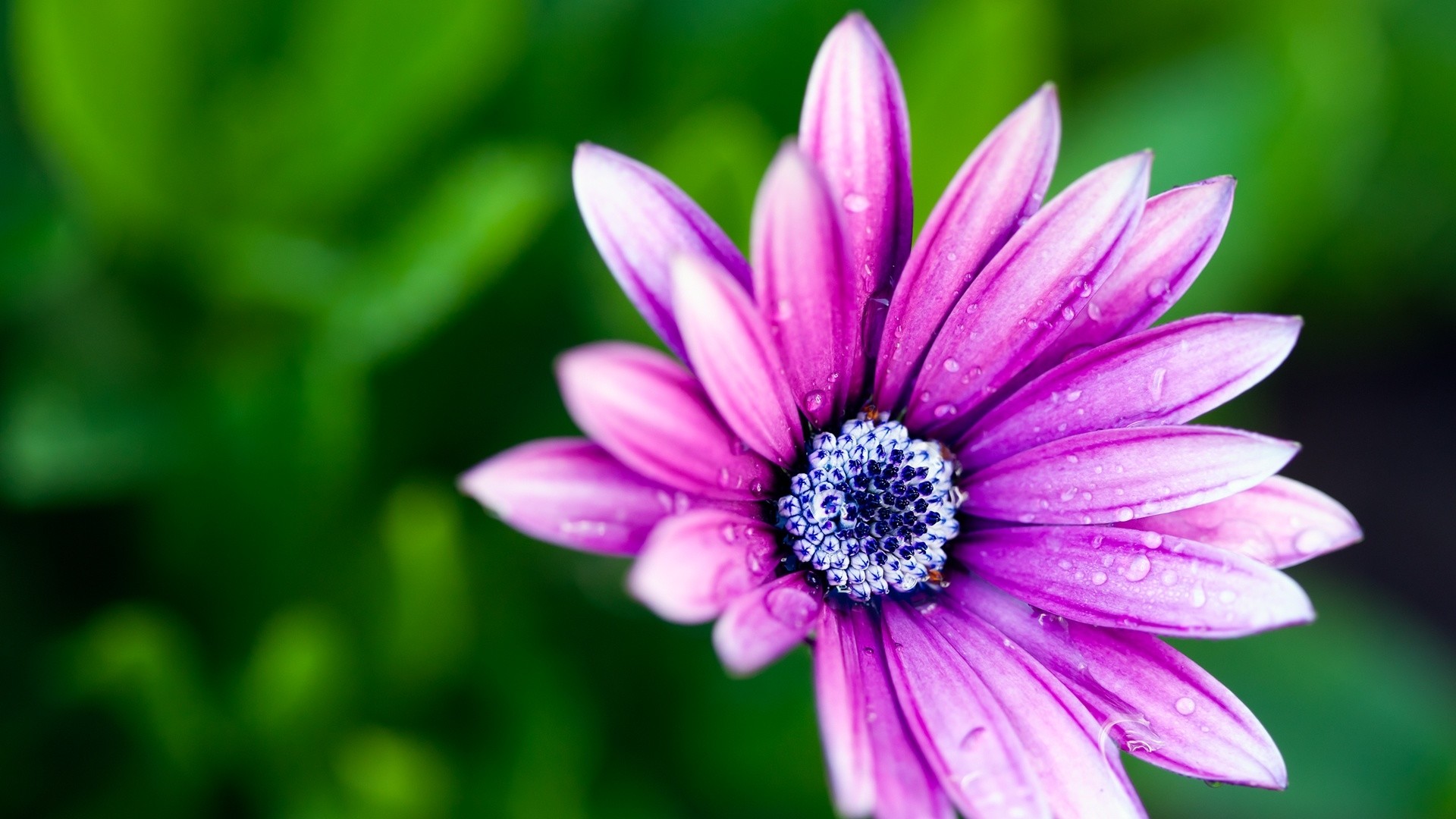 Osteospermum, Fiore viola, Gocce d'acqua, Full HD, sfondo per desktop