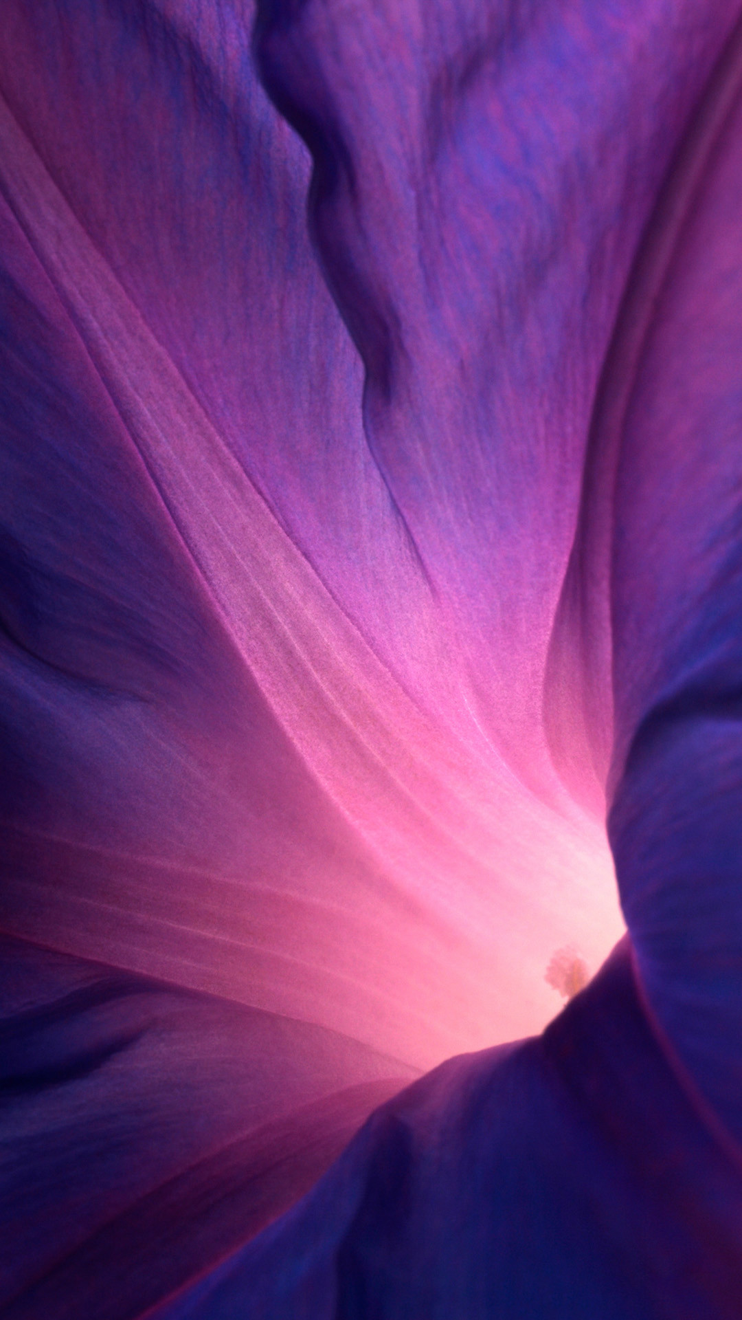 Petali, Macro, Viola, Astratto, sfondo iPhone 6 verticale