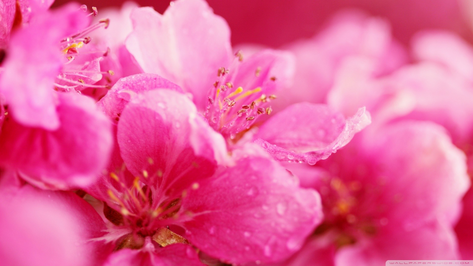 Fiori di pesco, Fiori rosa, Primo piano, Petali, Primavera, Full HD 1080p, sfondo desktop
