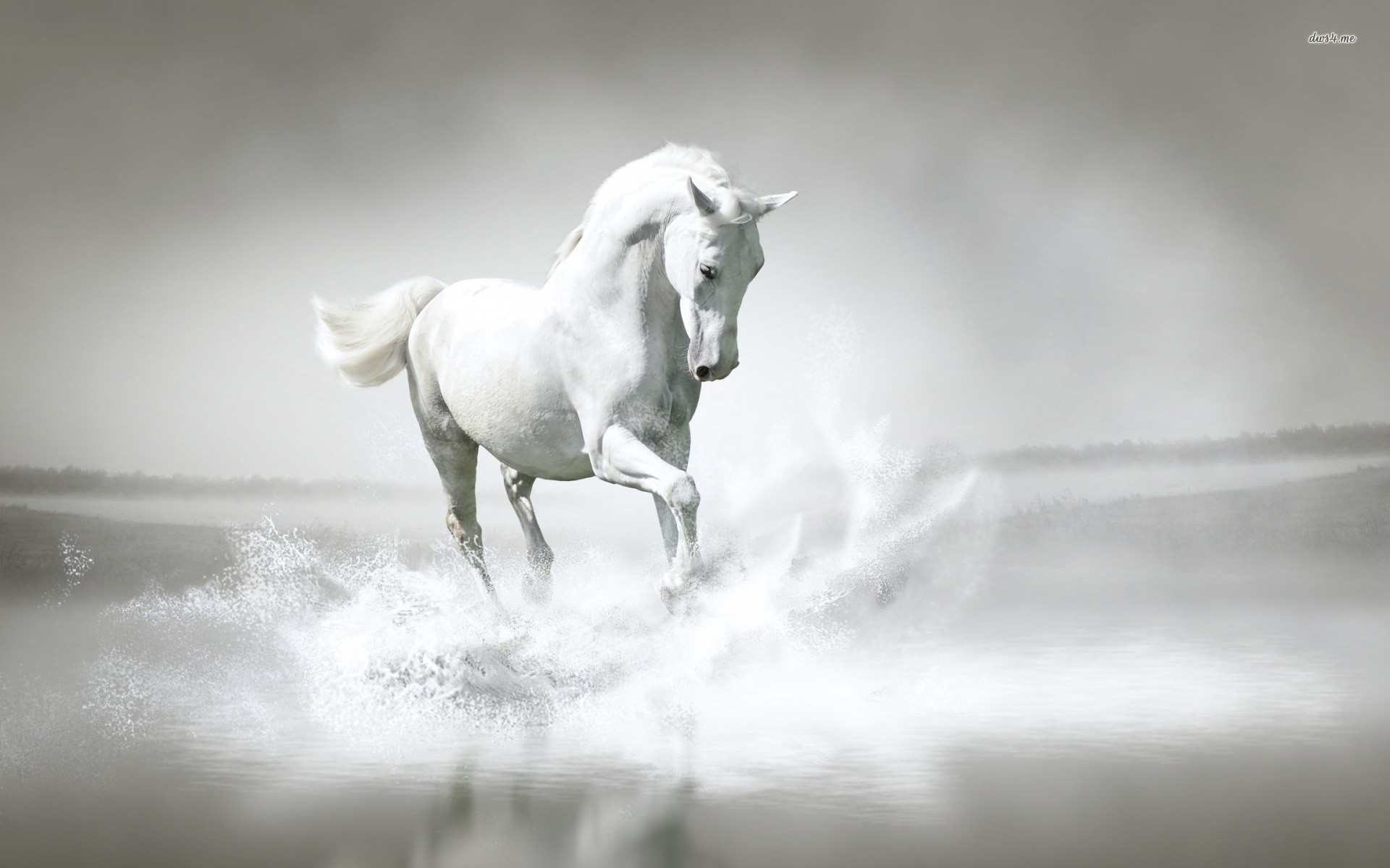 Cavallo bianco, Acqua, Spruzzi, Galoppo, 16:10 Full HD, sfondo widescreen