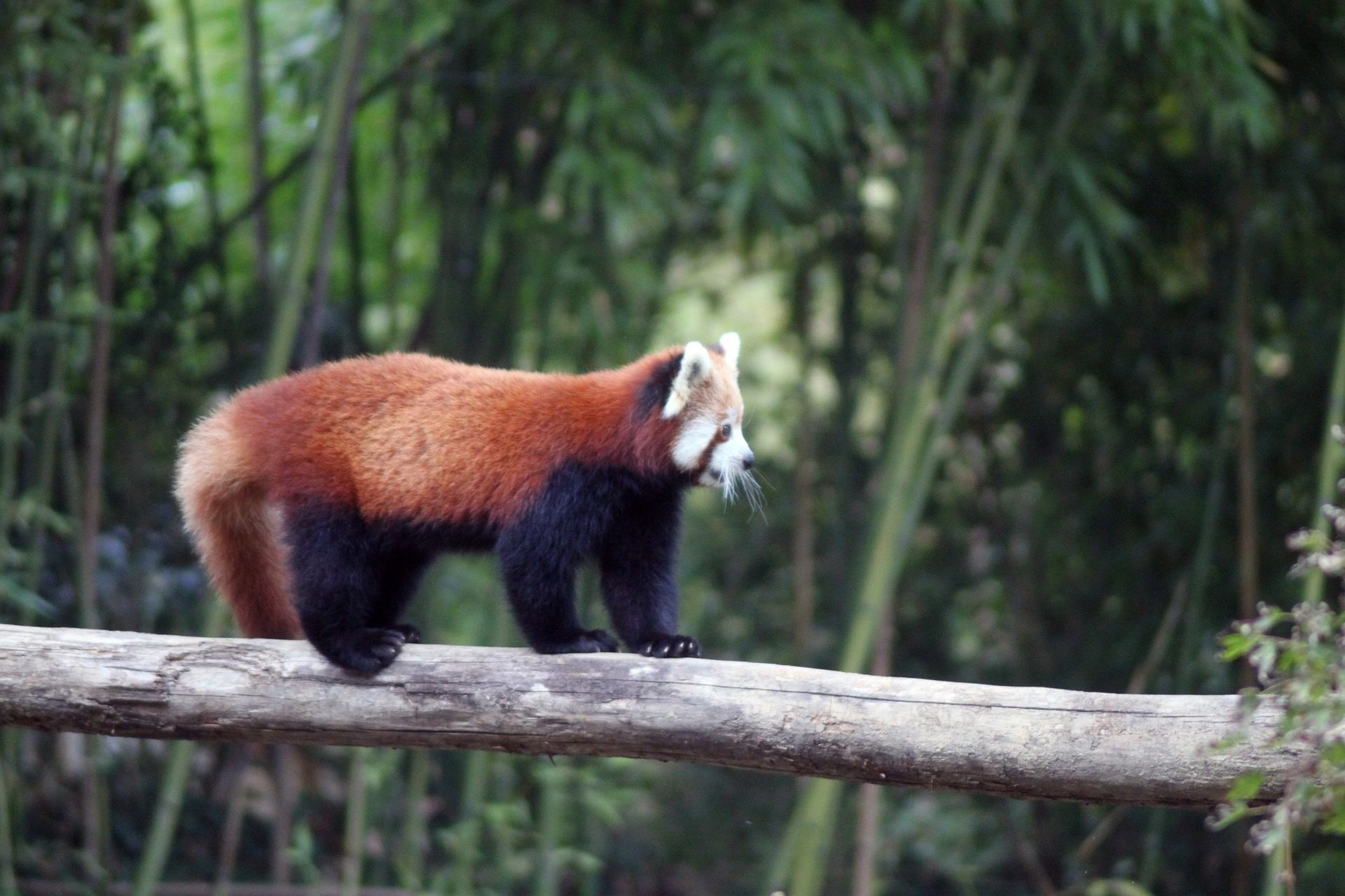 Panda rosso, Tronco, Bambù, Full HD, sfondo per PC e portatile