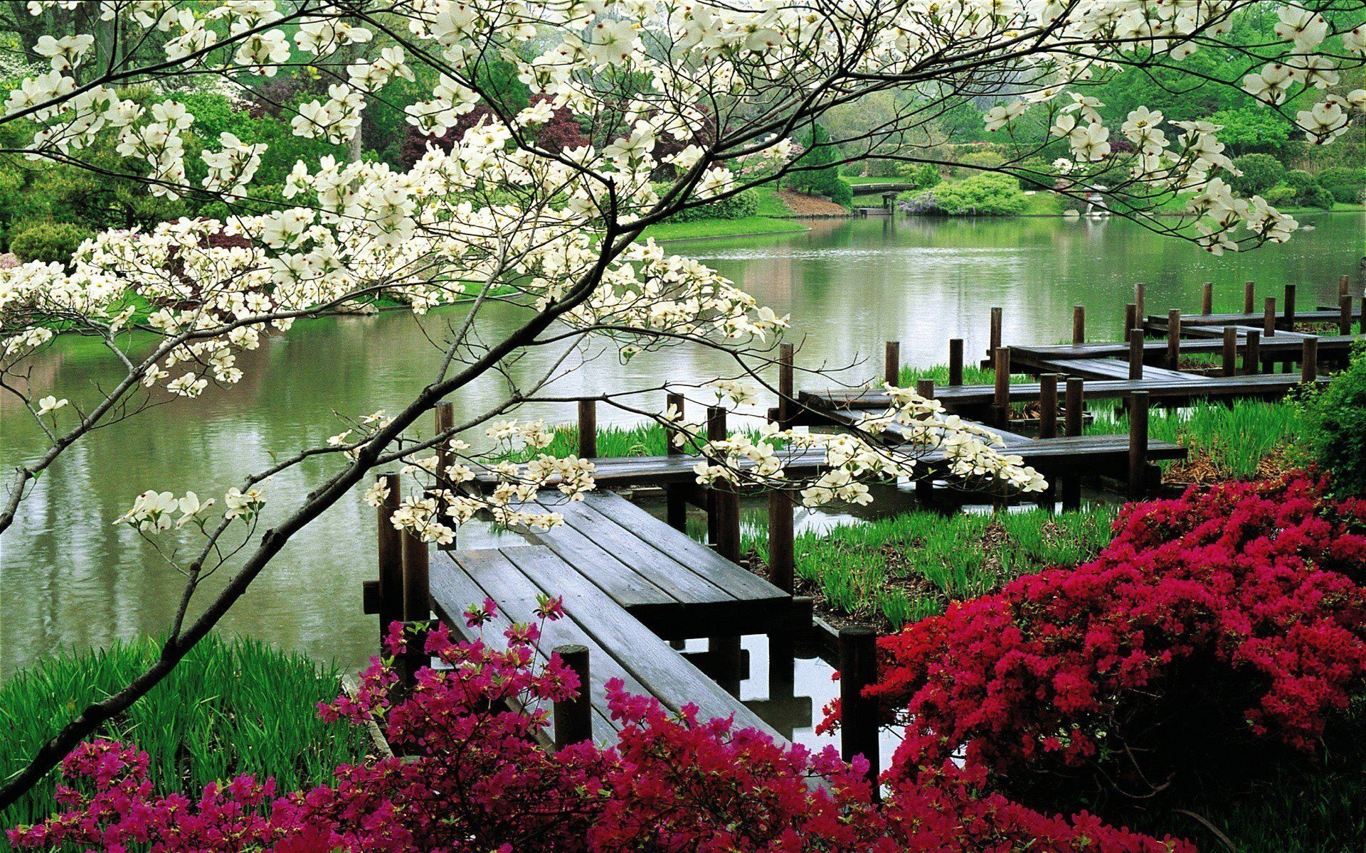 Giardino giapponese, Passerella, Fiori bianchi, Laghetto, 1920x1200, wallpaper desktop