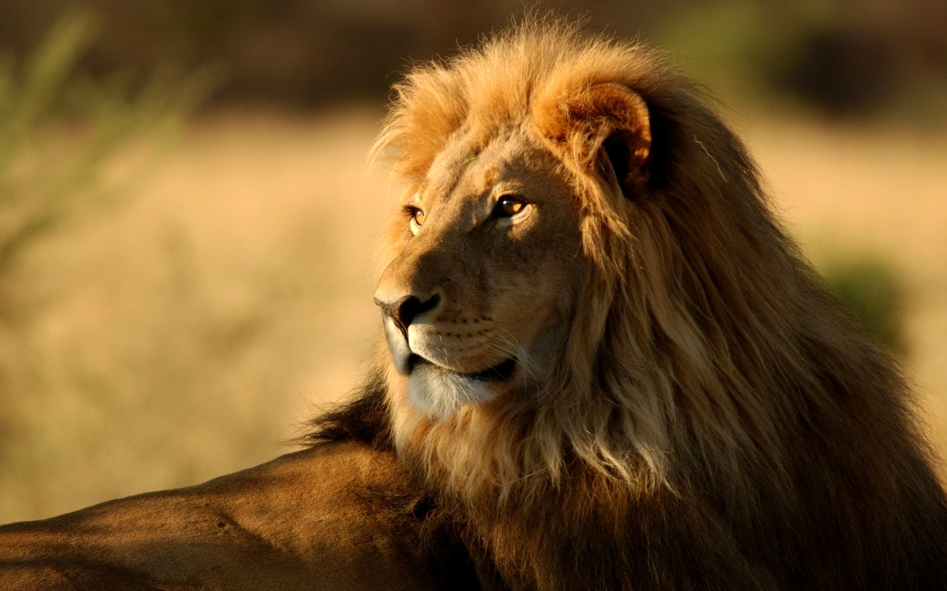 Leone, Savana, Profilo, Luce calda, 1920x1200, sfondo MacBook Pro