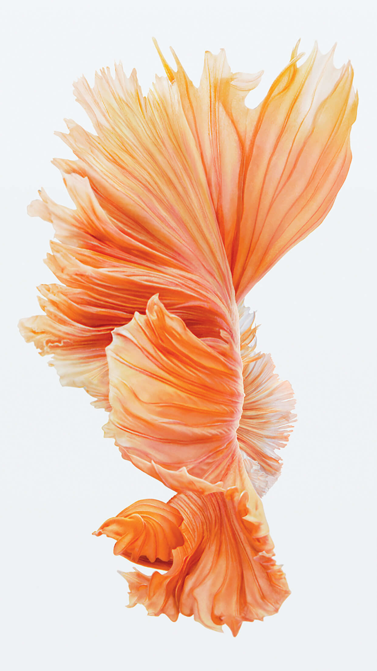 iPhone 6s, Pesce combattente, Arancione, Sfondo bianco, Full HD, schermata di blocco del cellulare