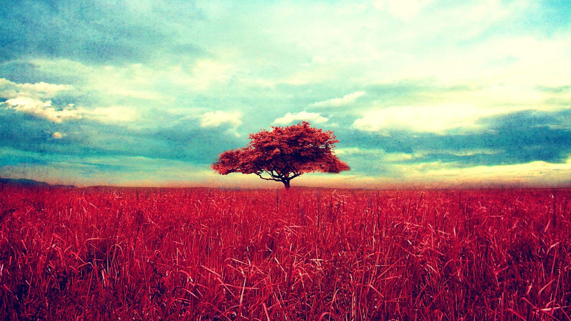 Albero rosso, Prato, Nuvole, Surreale, 1920x1080, immagine di sfondo