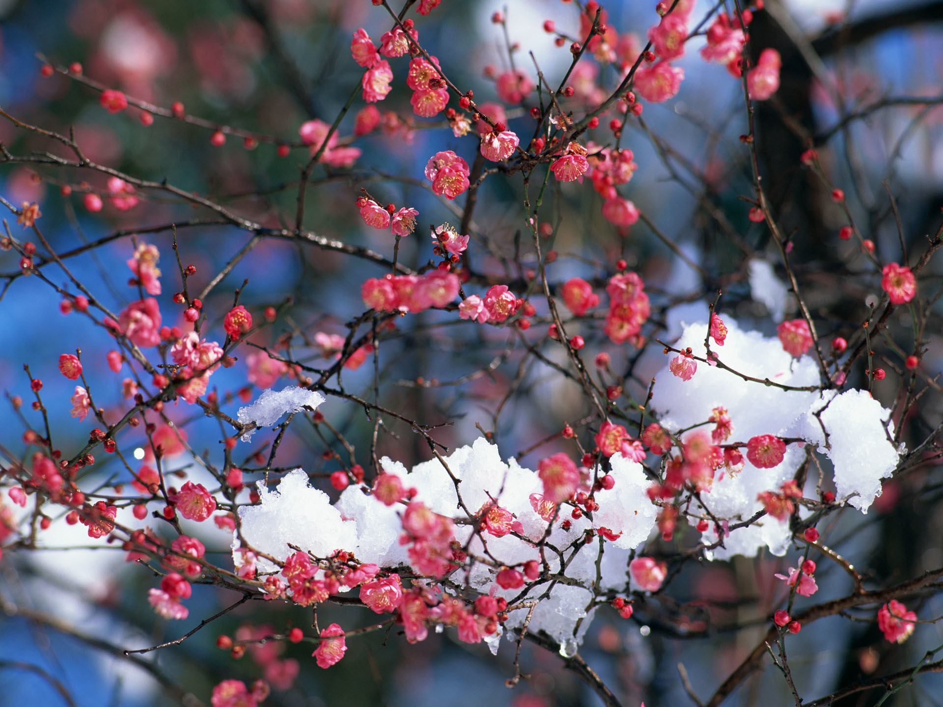 Fiori di pruno, Neve, Rami, Fiori rosa, sfondo desktop
