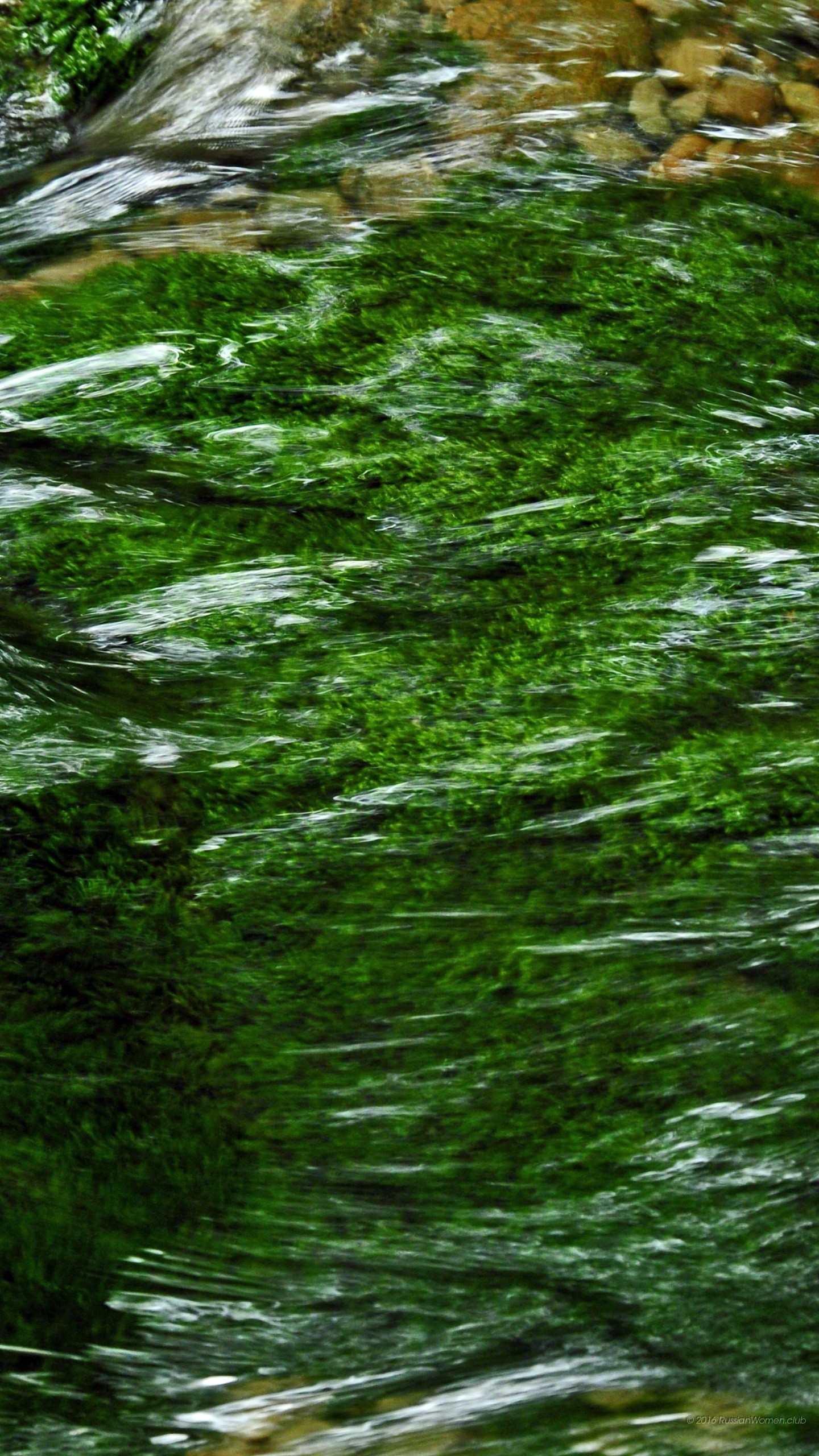 Muschio, Acqua, Verde, Texture, sfondo Android