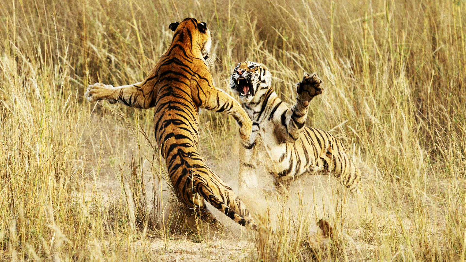 Tigri, Lotta, Savana, Erba secca, 16:9 Full HD, sfondo widescreen