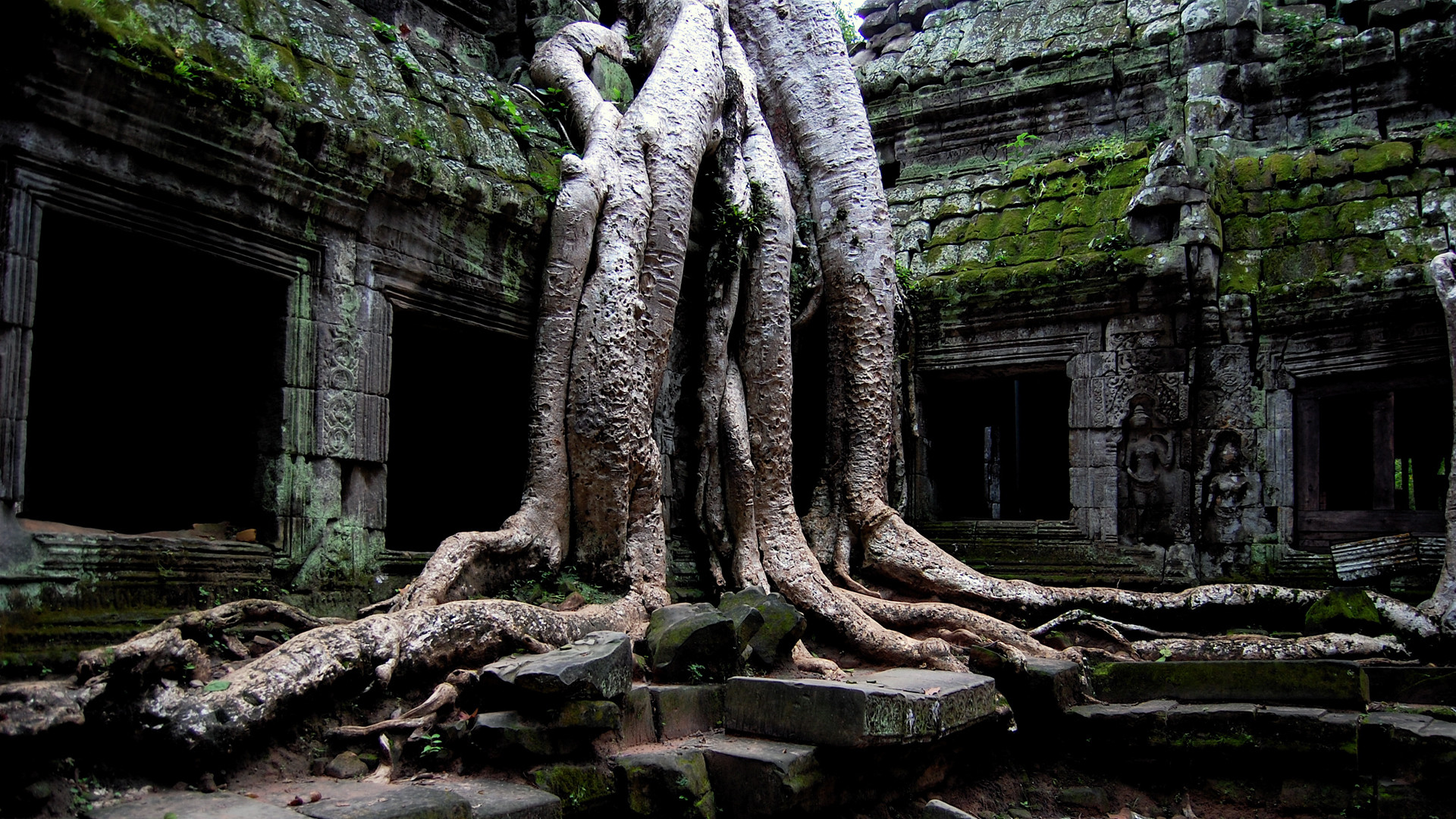 Ta Prohm, Angkor, Cambogia, Radici, Rovine, 1920x1080, wallpaper desktop
