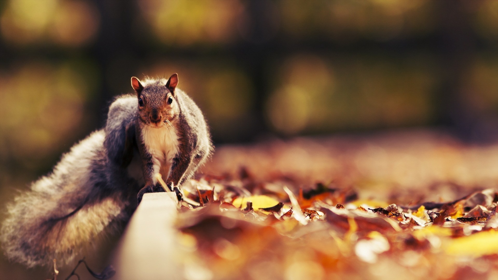 Scoiattolo grigio, Foglie cadute, Bokeh, Autunno, sfondo desktop