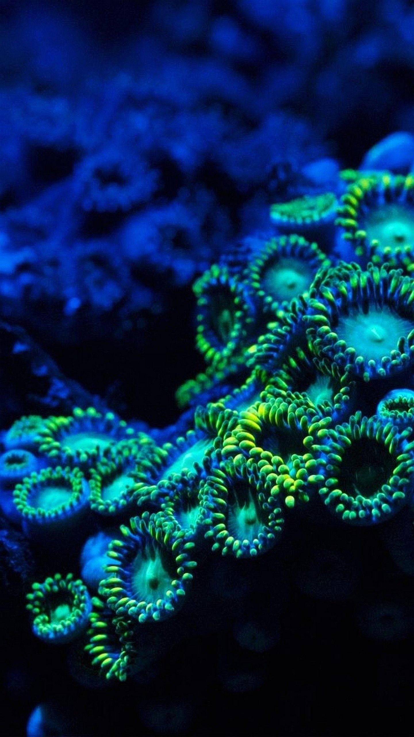 Coralli, Zoantidi, Barriera corallina, Subacqueo, QHD+, wallpaper per smartphone